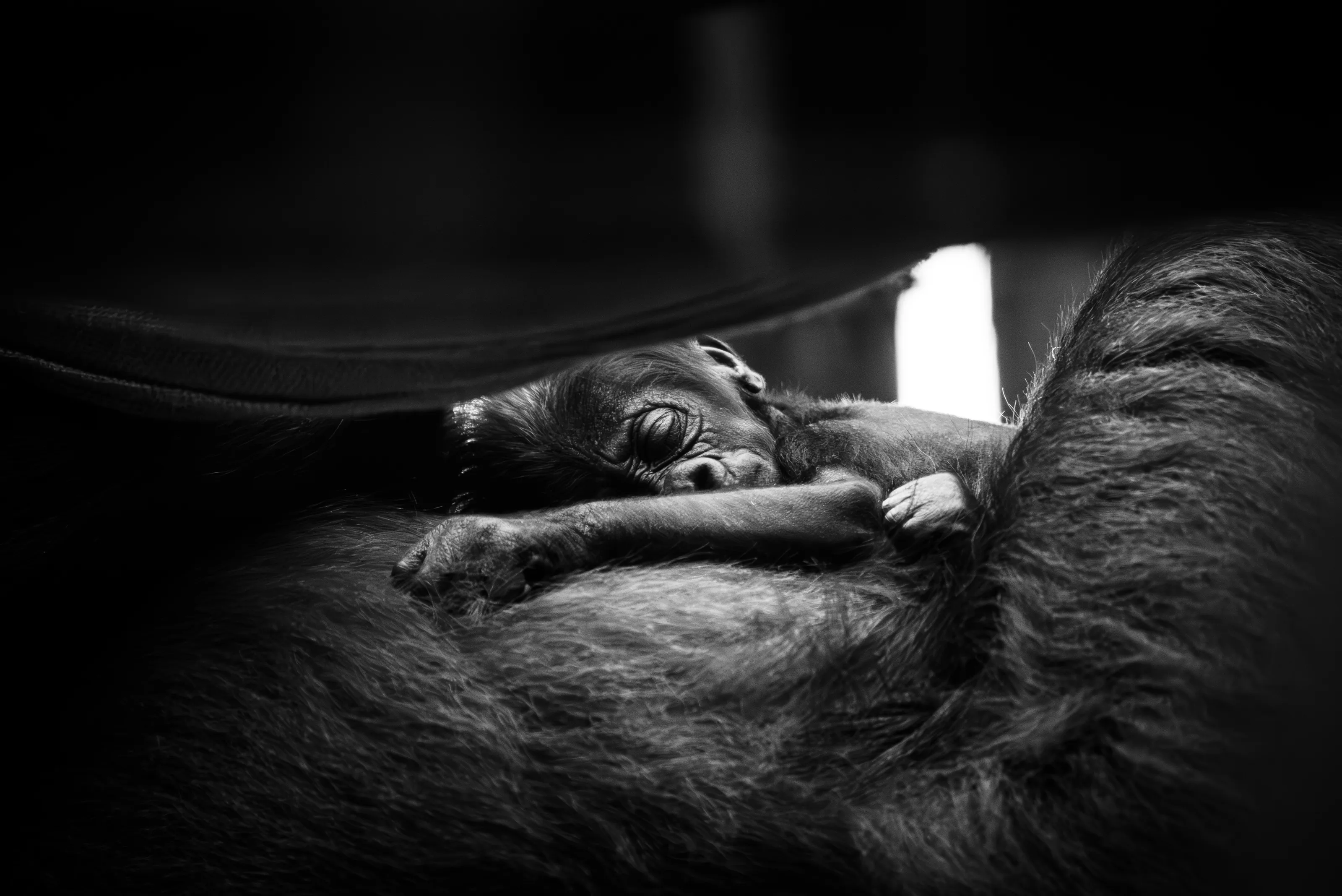 New Born