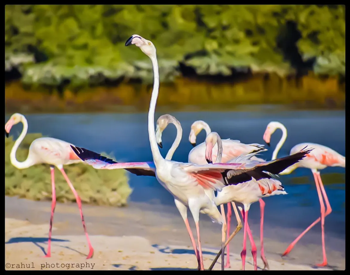 Flamingo