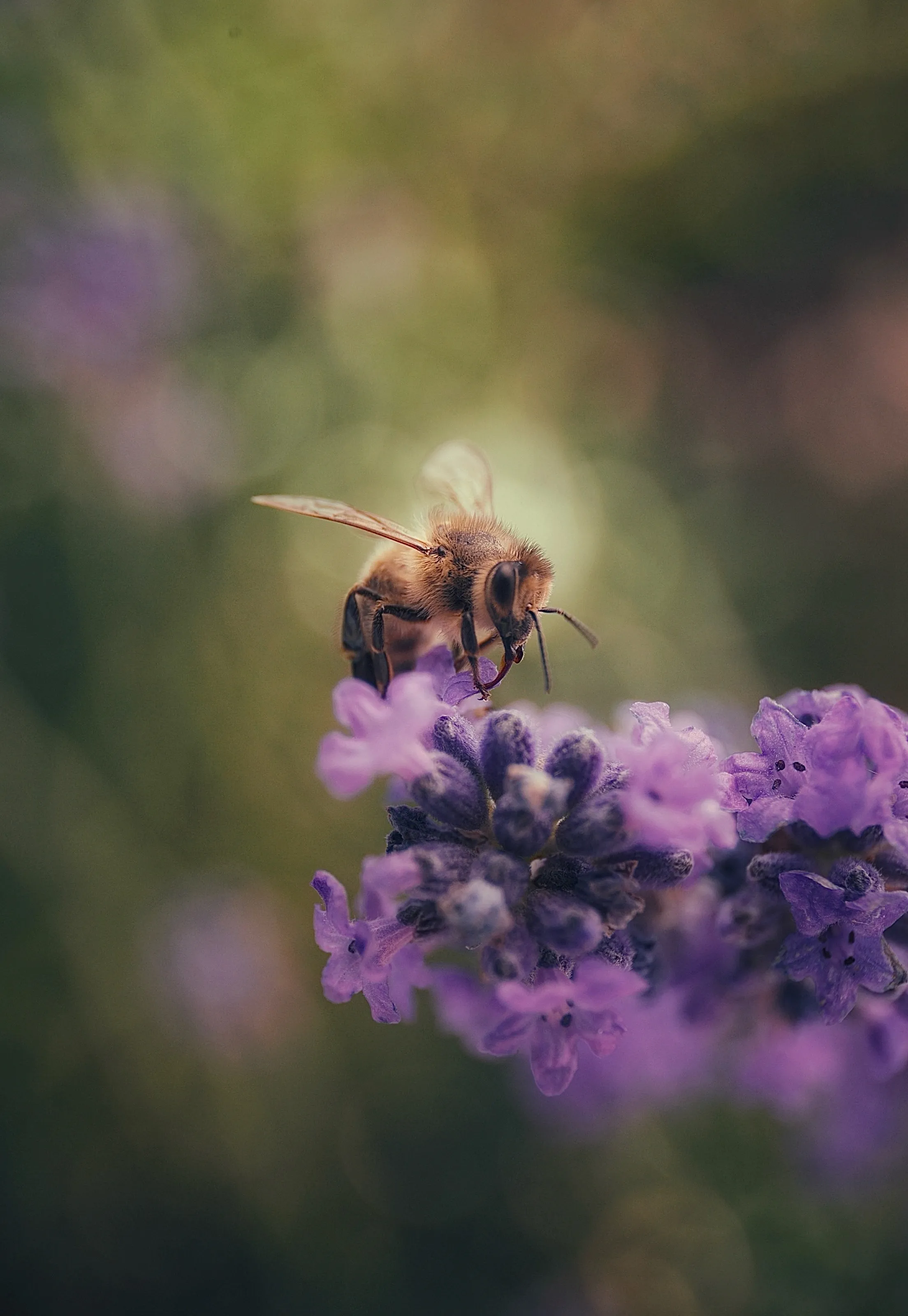 Spotlight bee