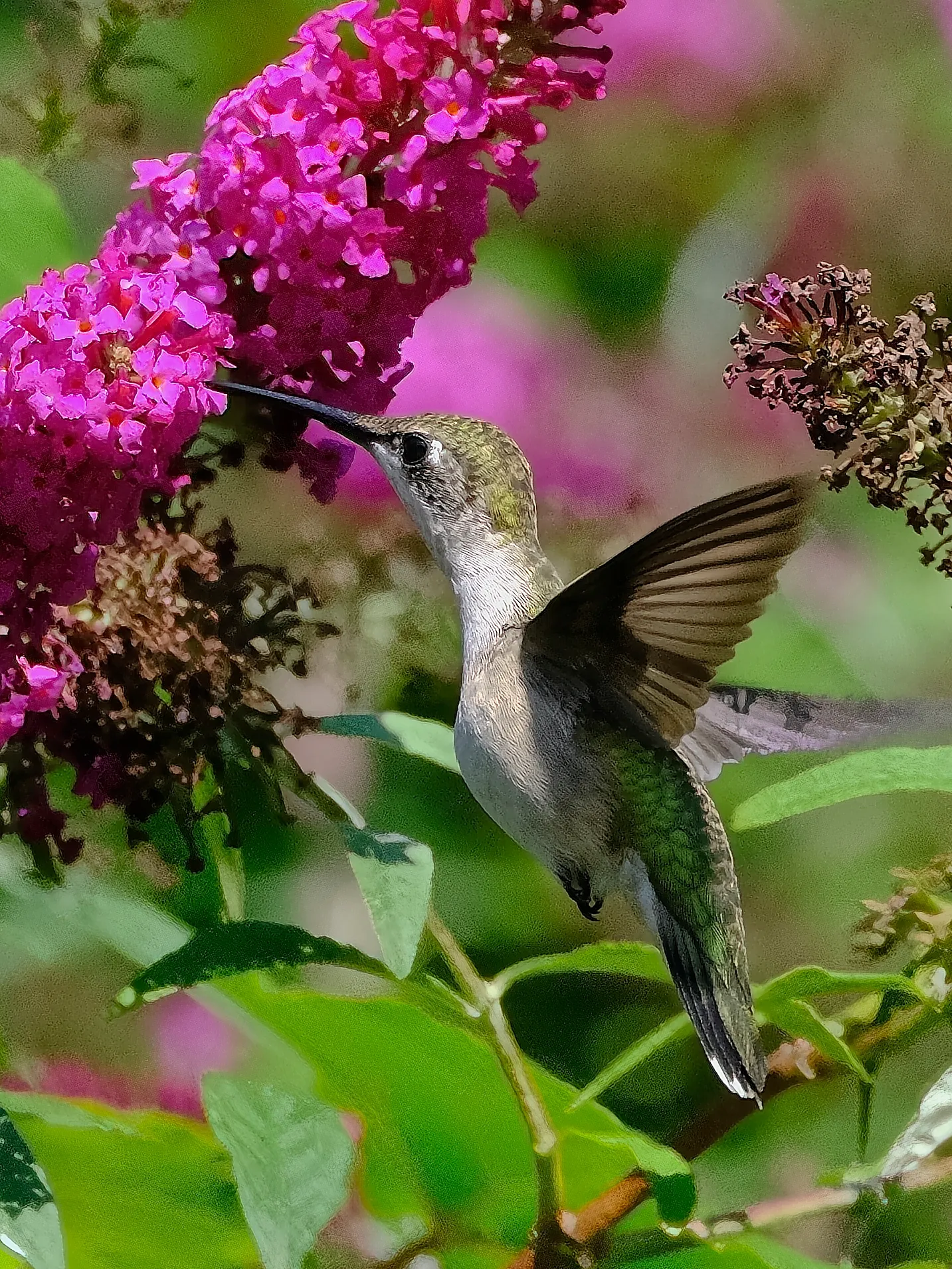 Hummingbird in My Yard