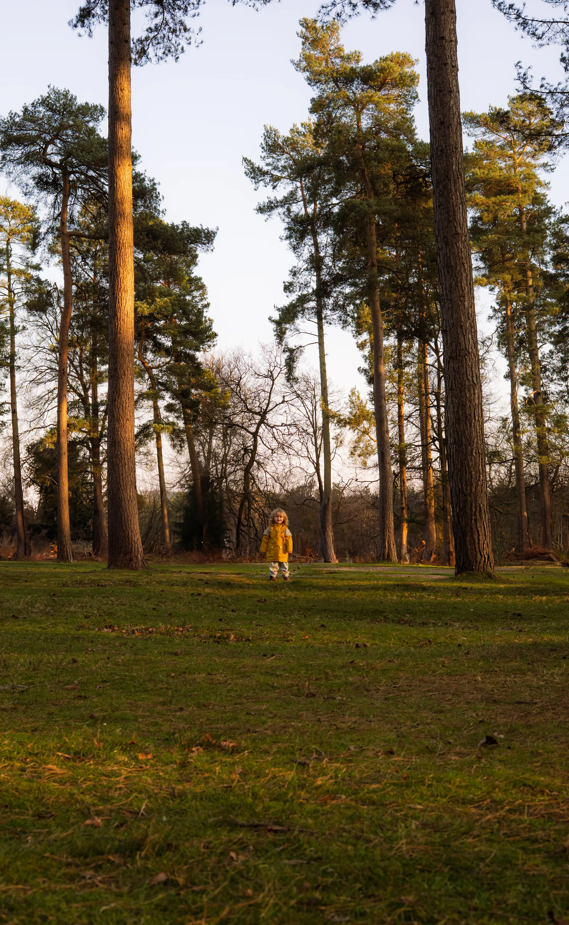 Sun in the trees
