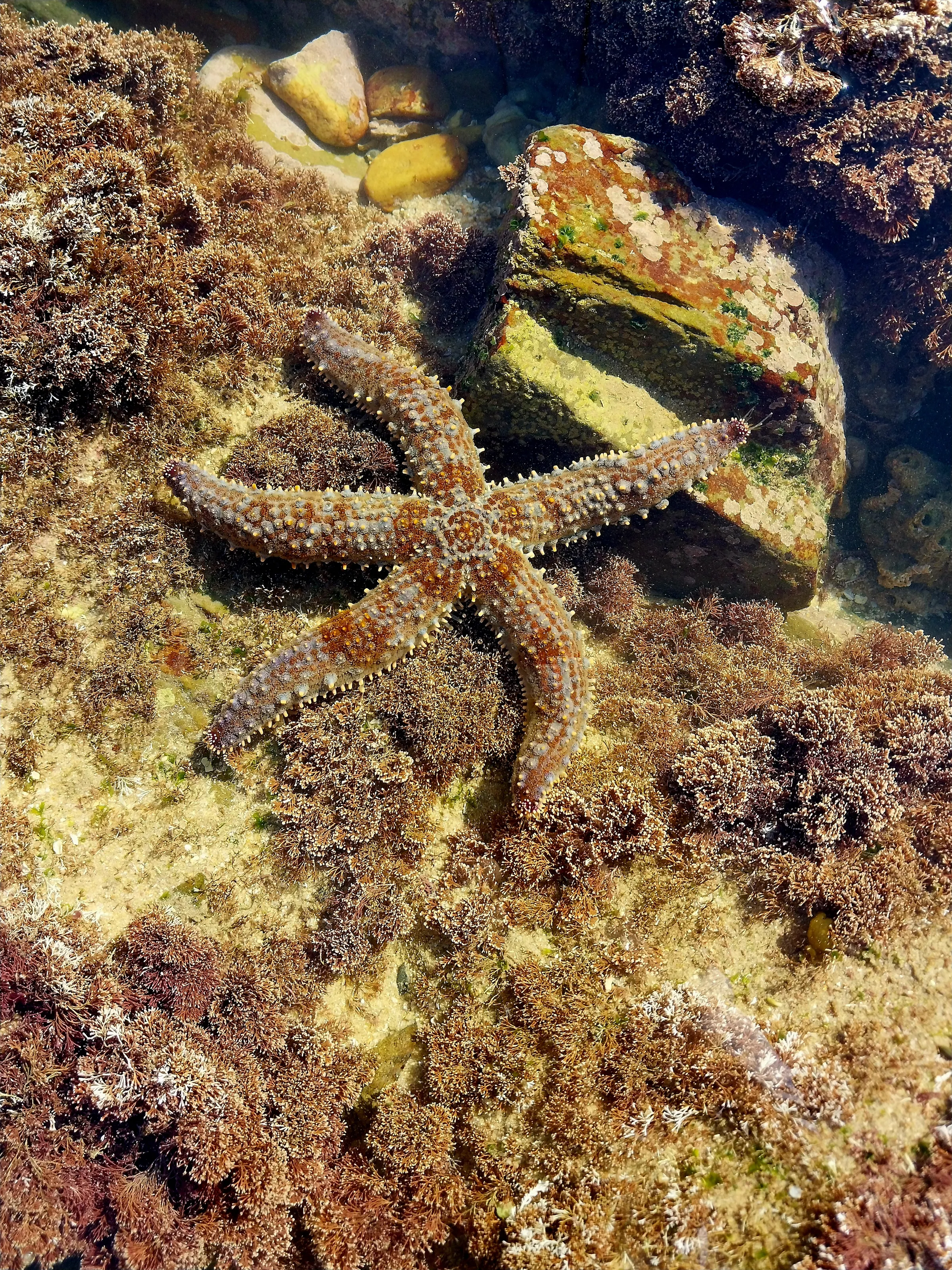 Starfish in habitat