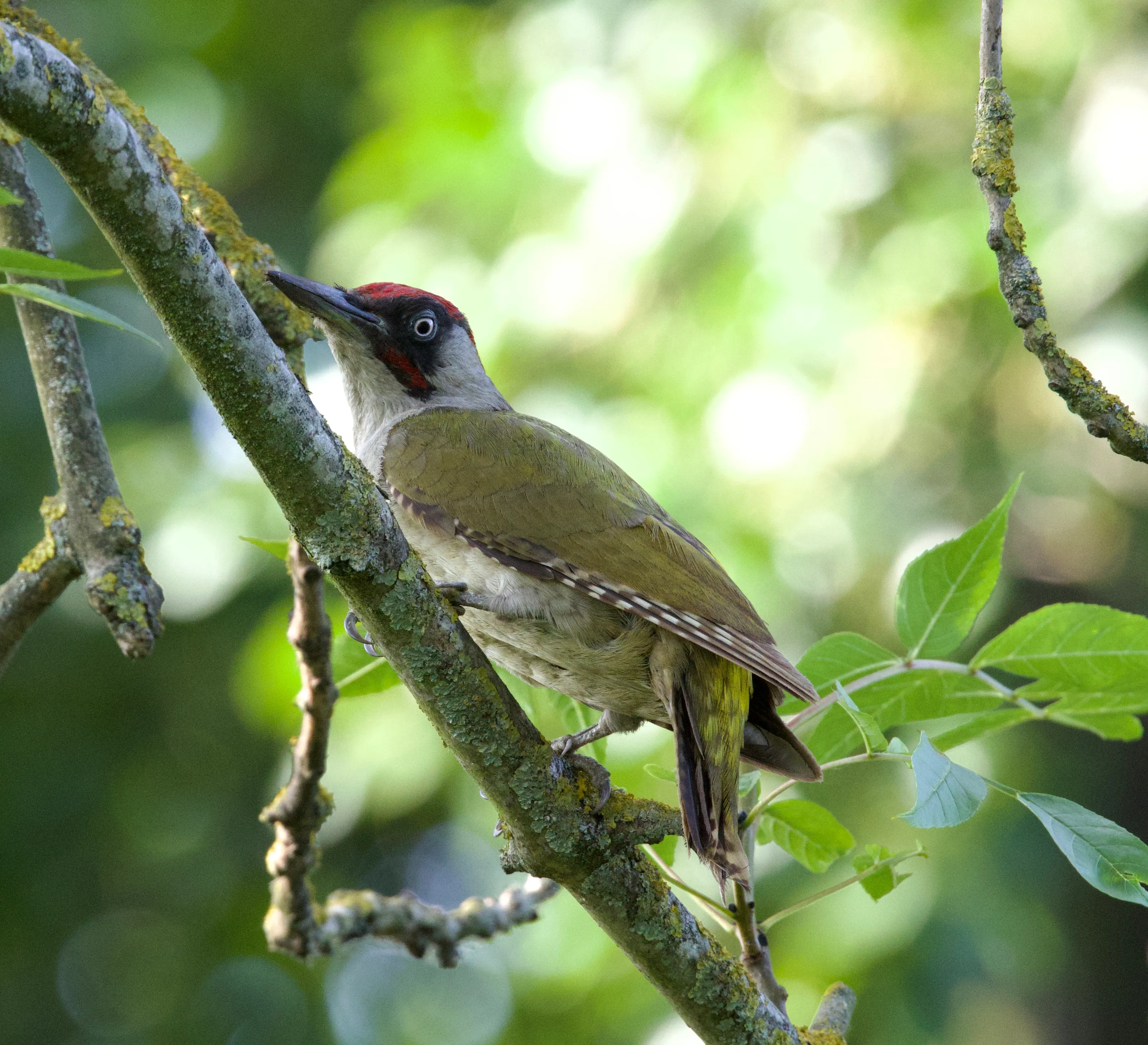 Green Woodpecker