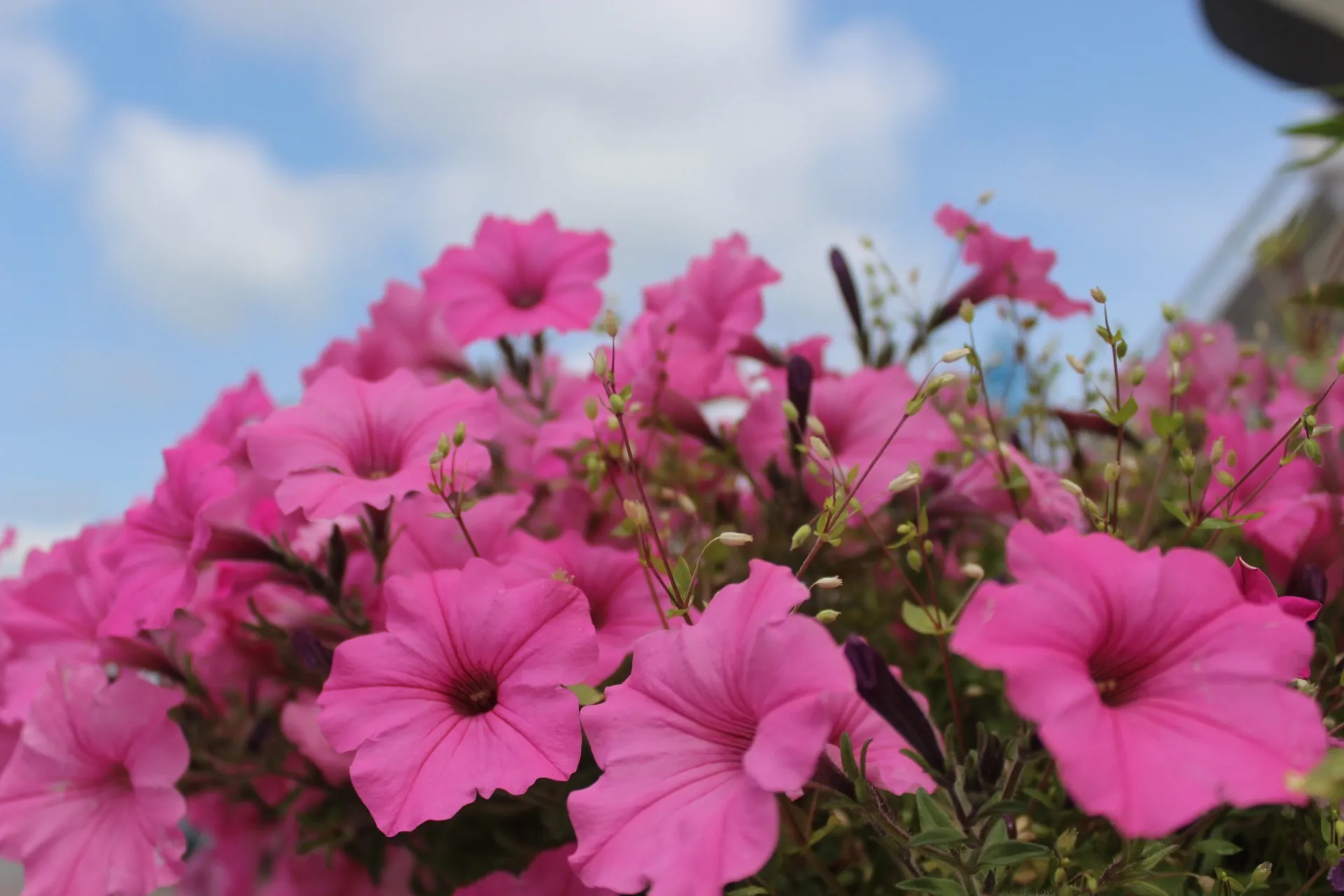MiFlore