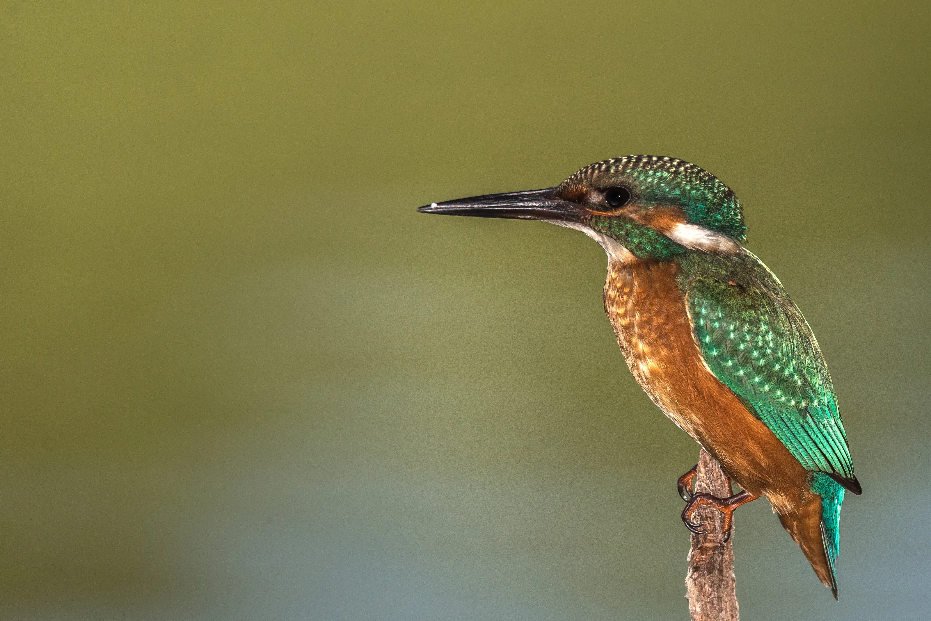 Kingfisher portrait with a scale on the beak.