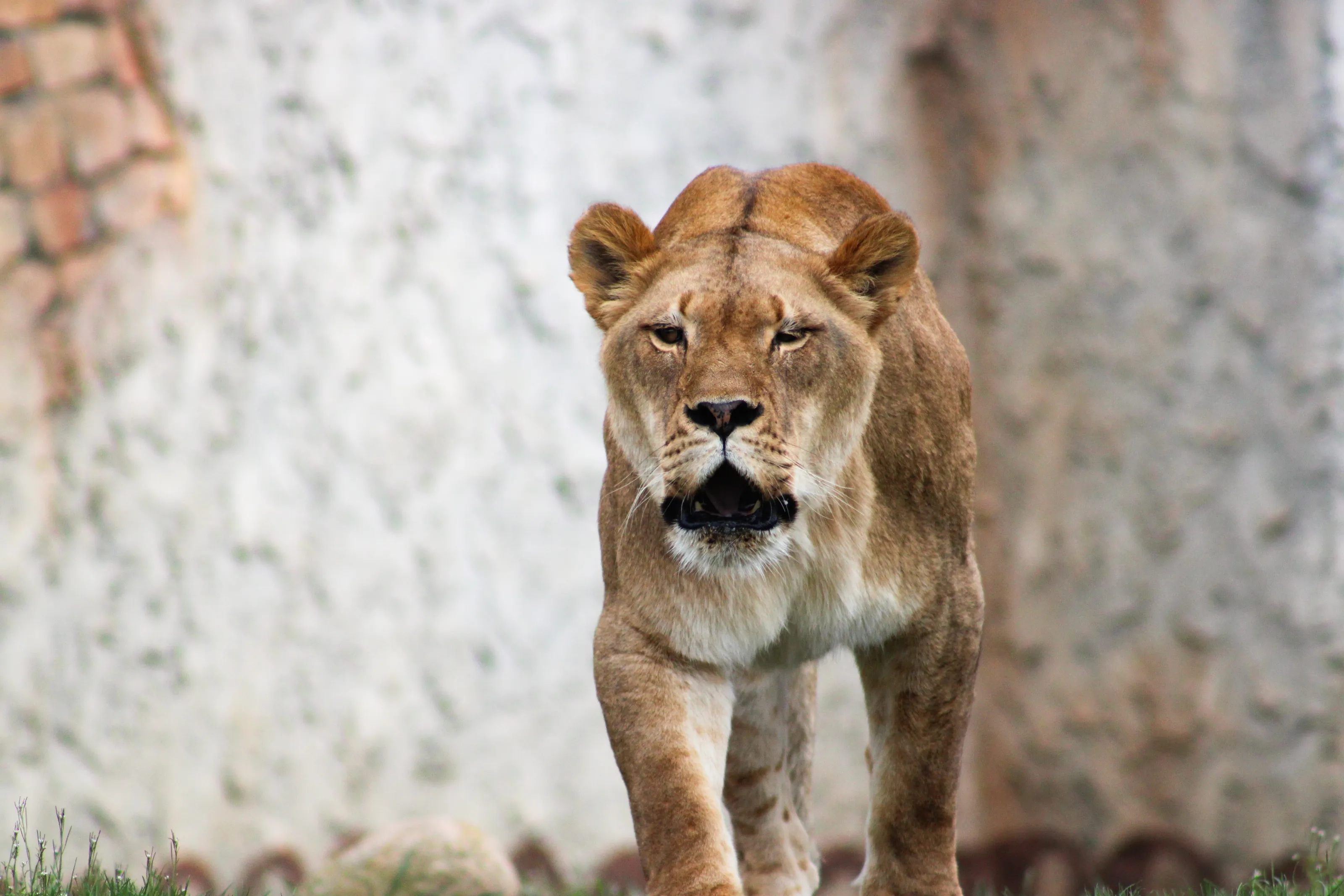 Mothers Roar