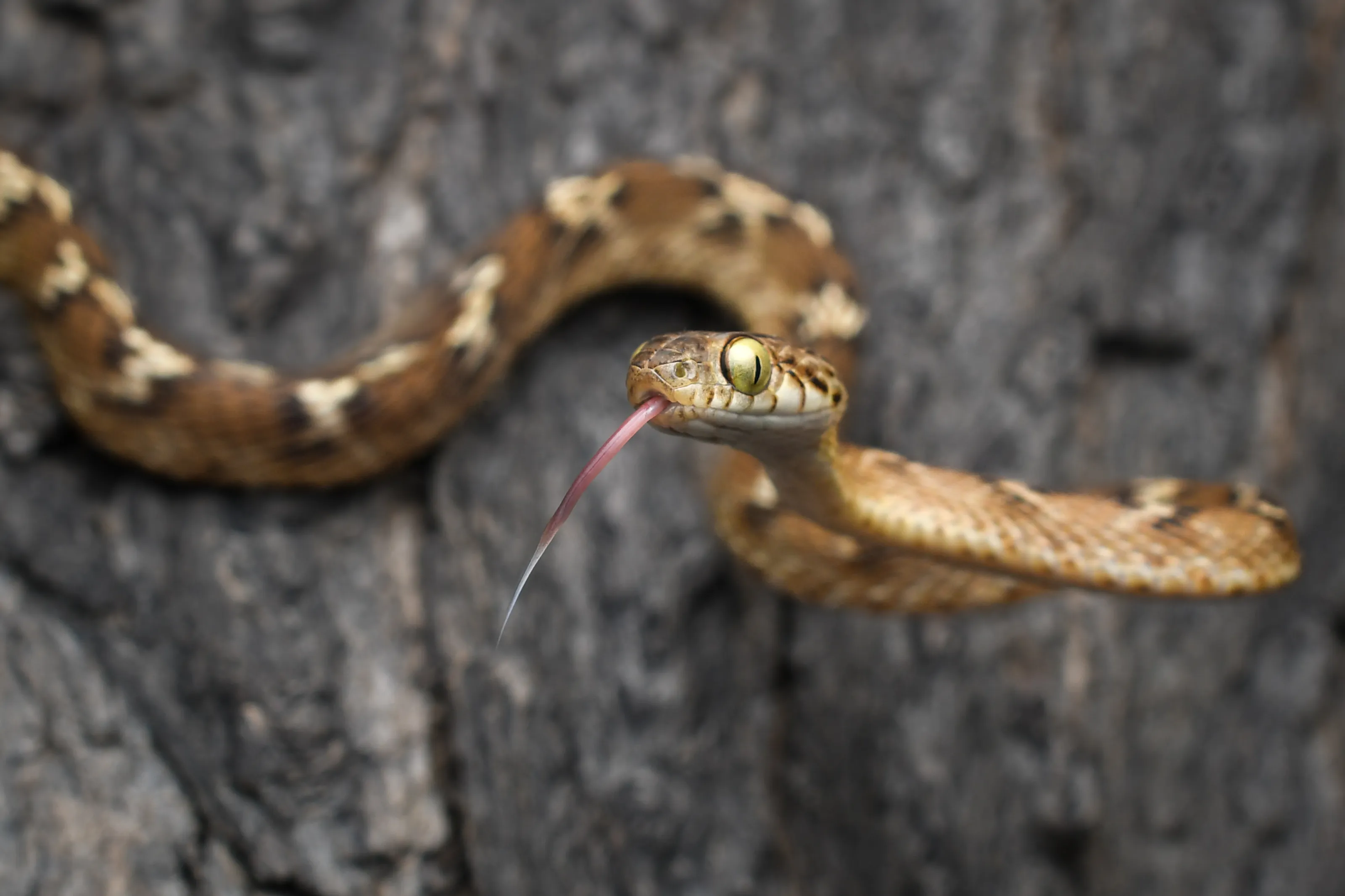 Cat Snake on ambush