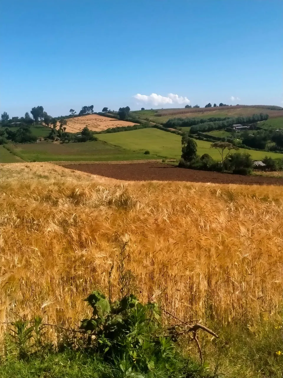 nature