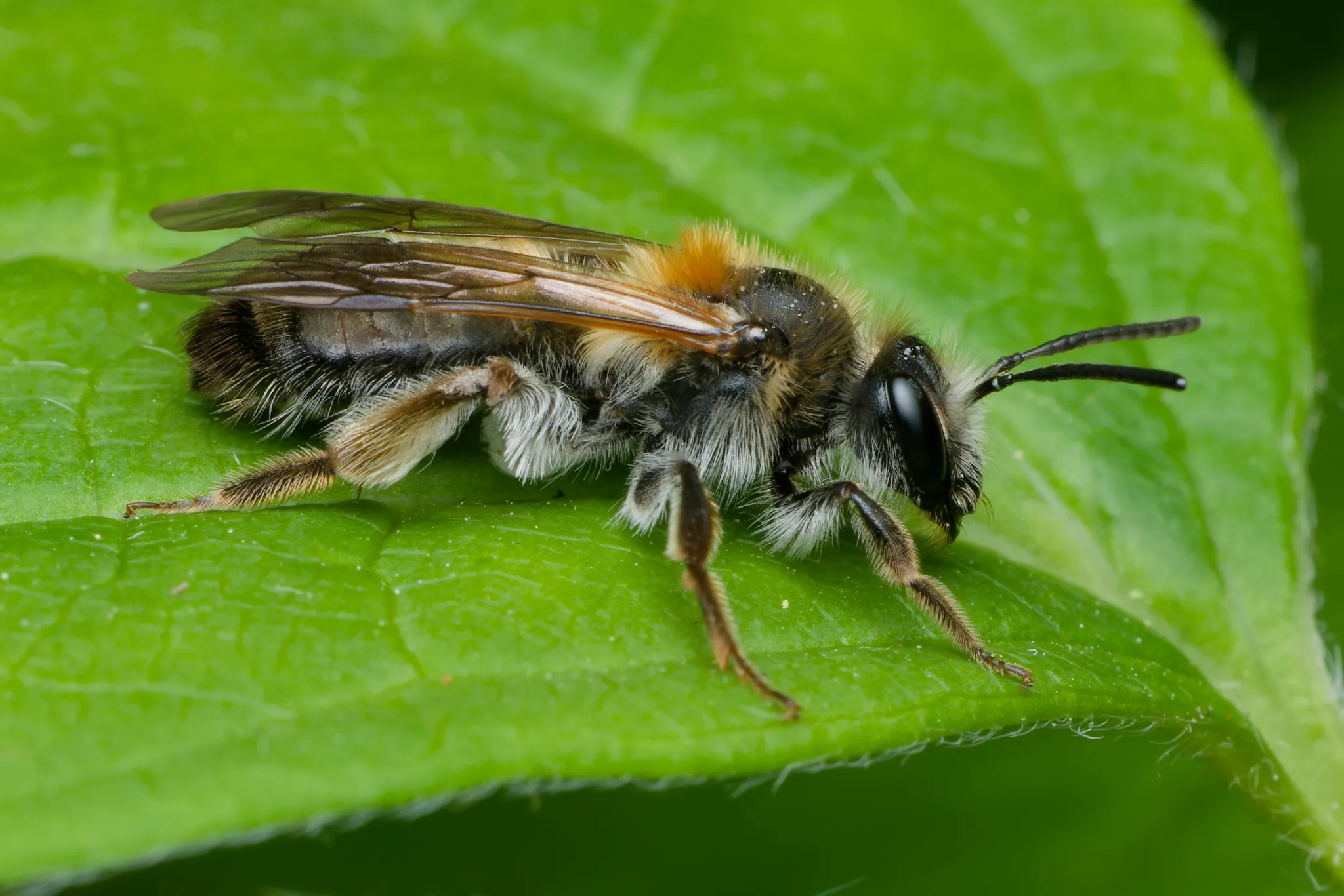 Bee