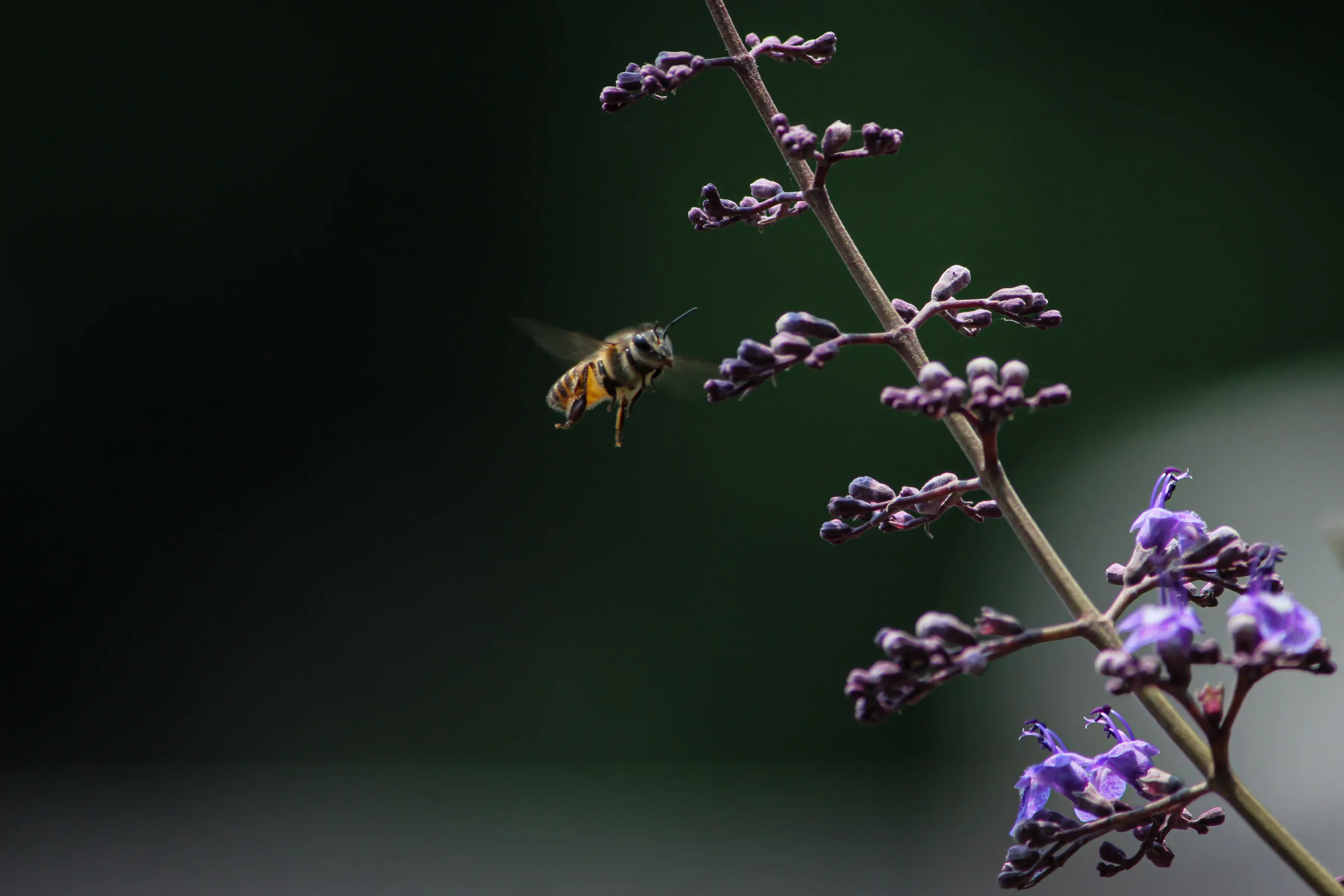 Pollinator in Action