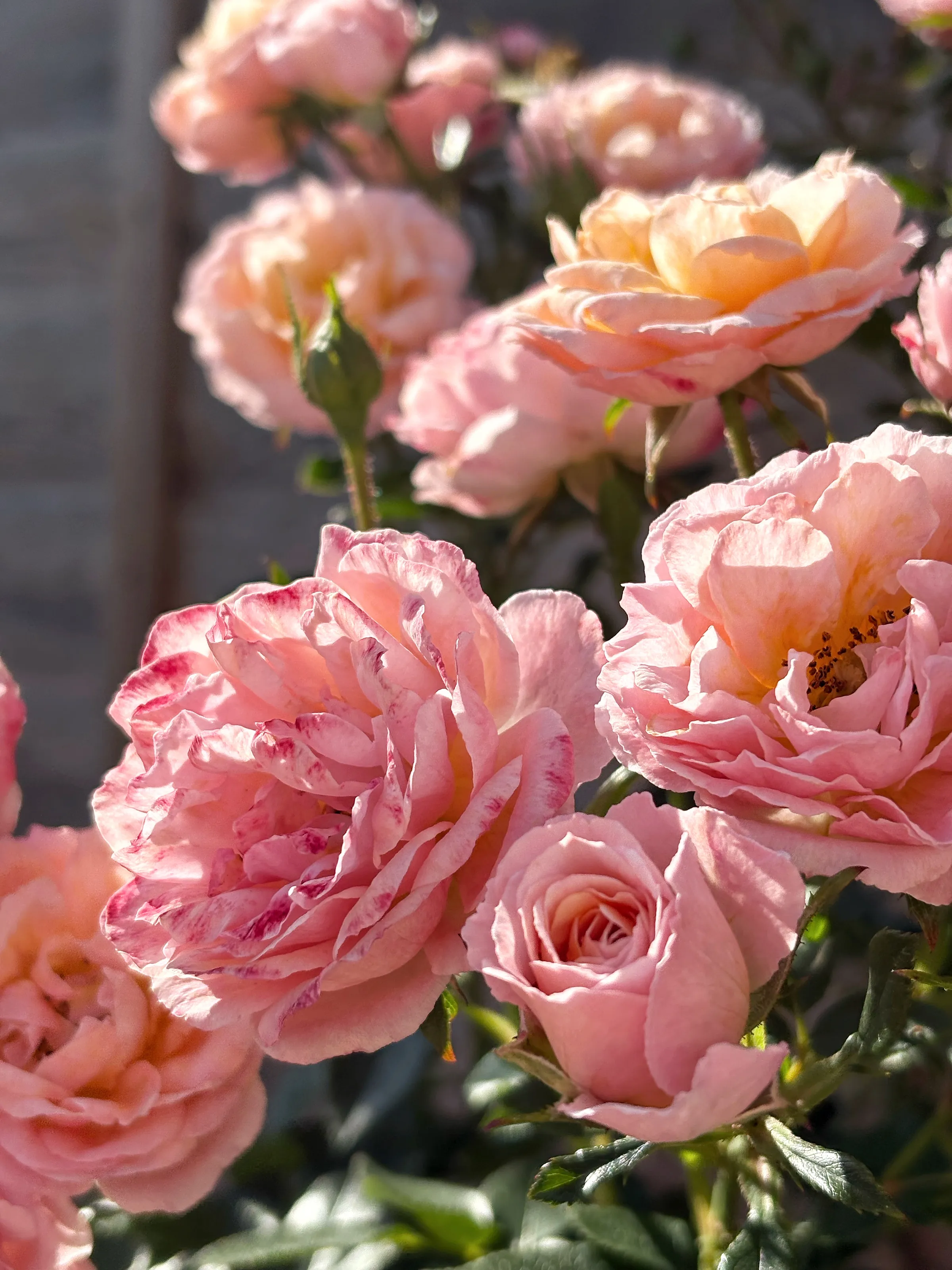 Peachy Petals