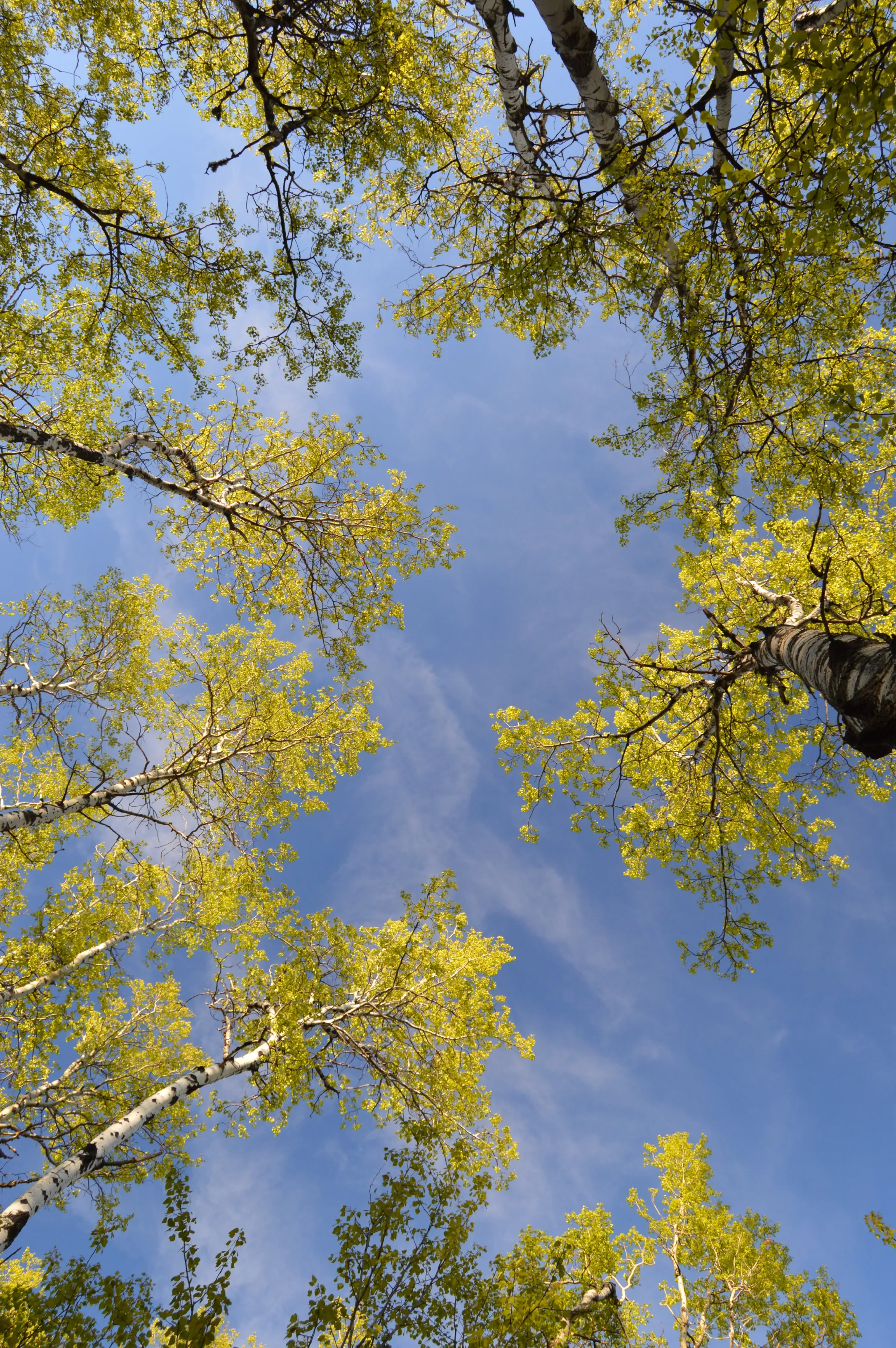 Treetops in the spring