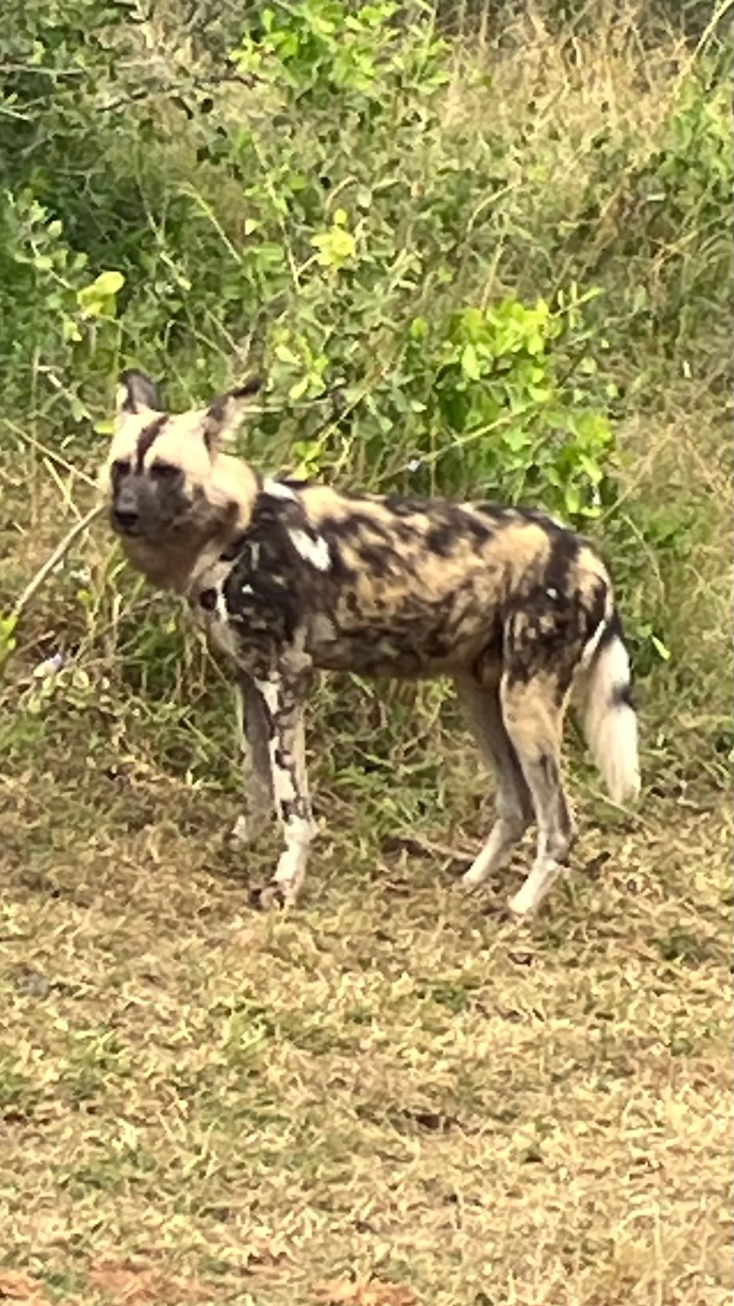 Wild Dog