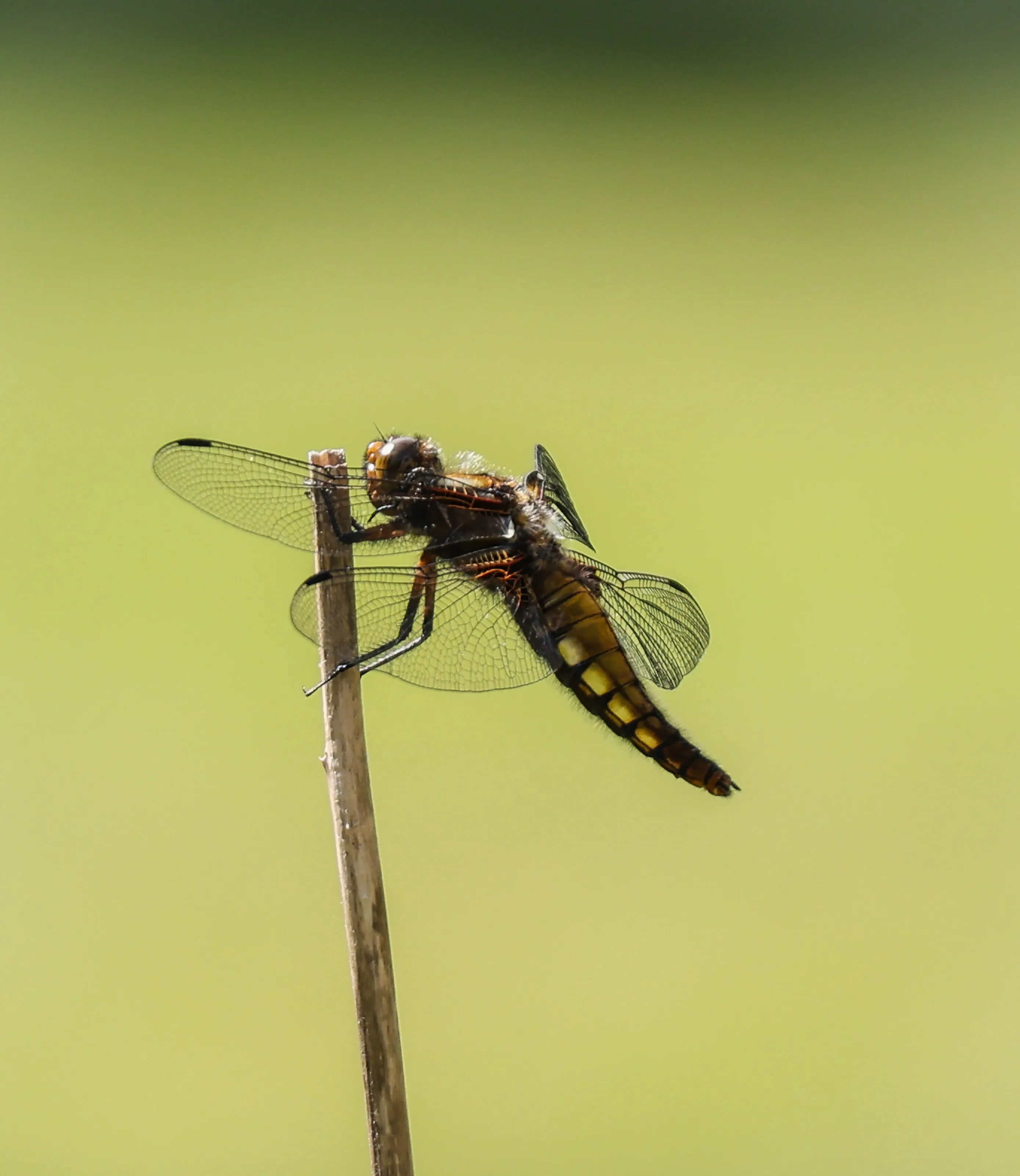 Chaser Dragonfly