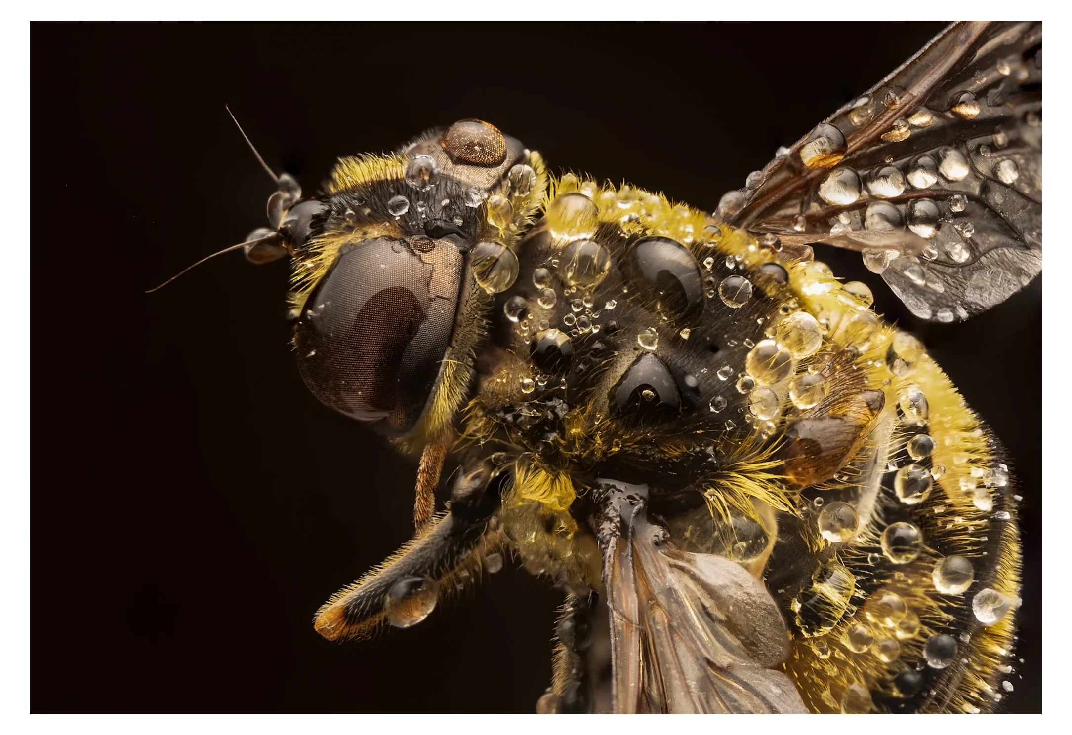 Bee