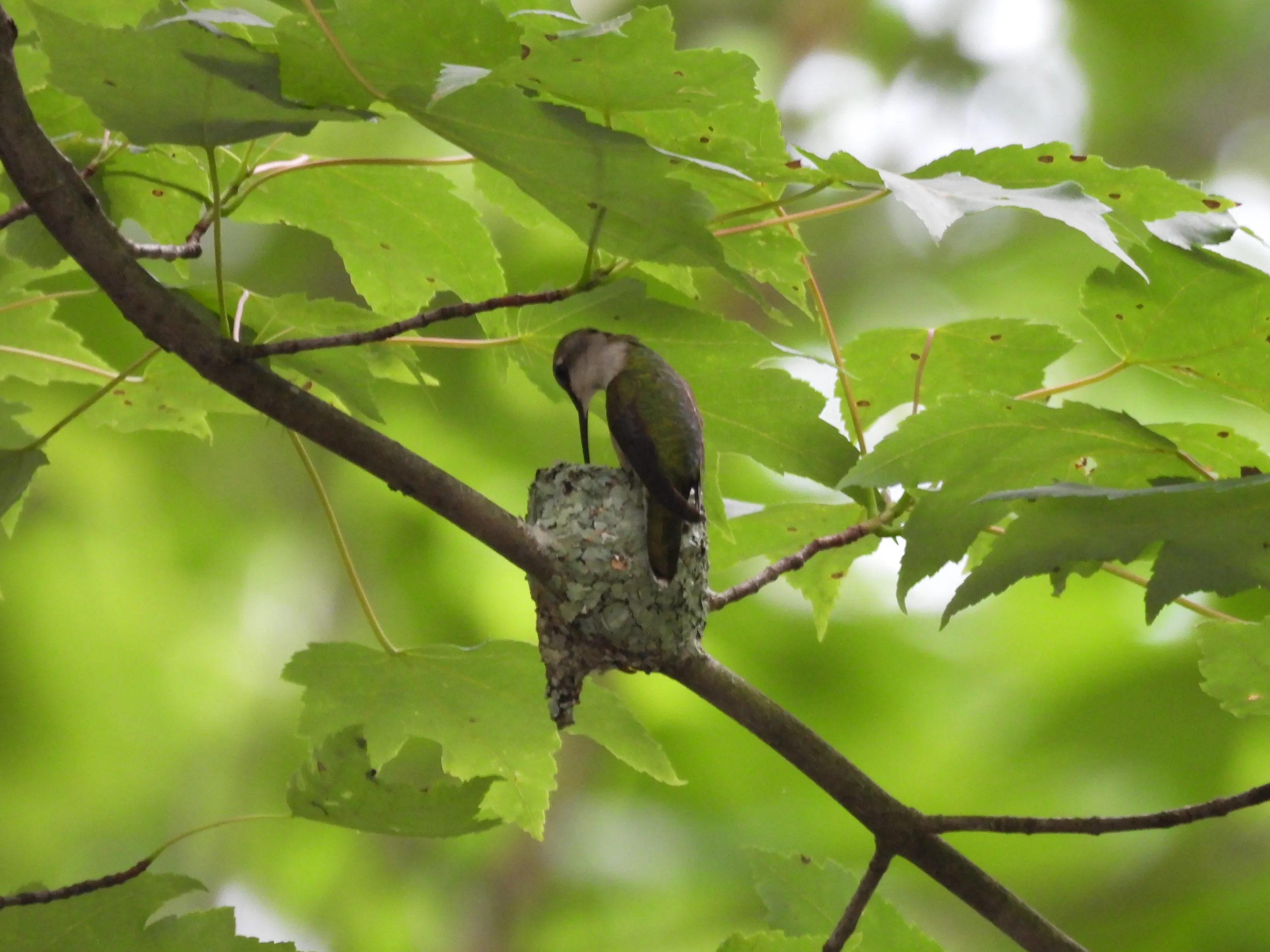 Hummingbird in nest