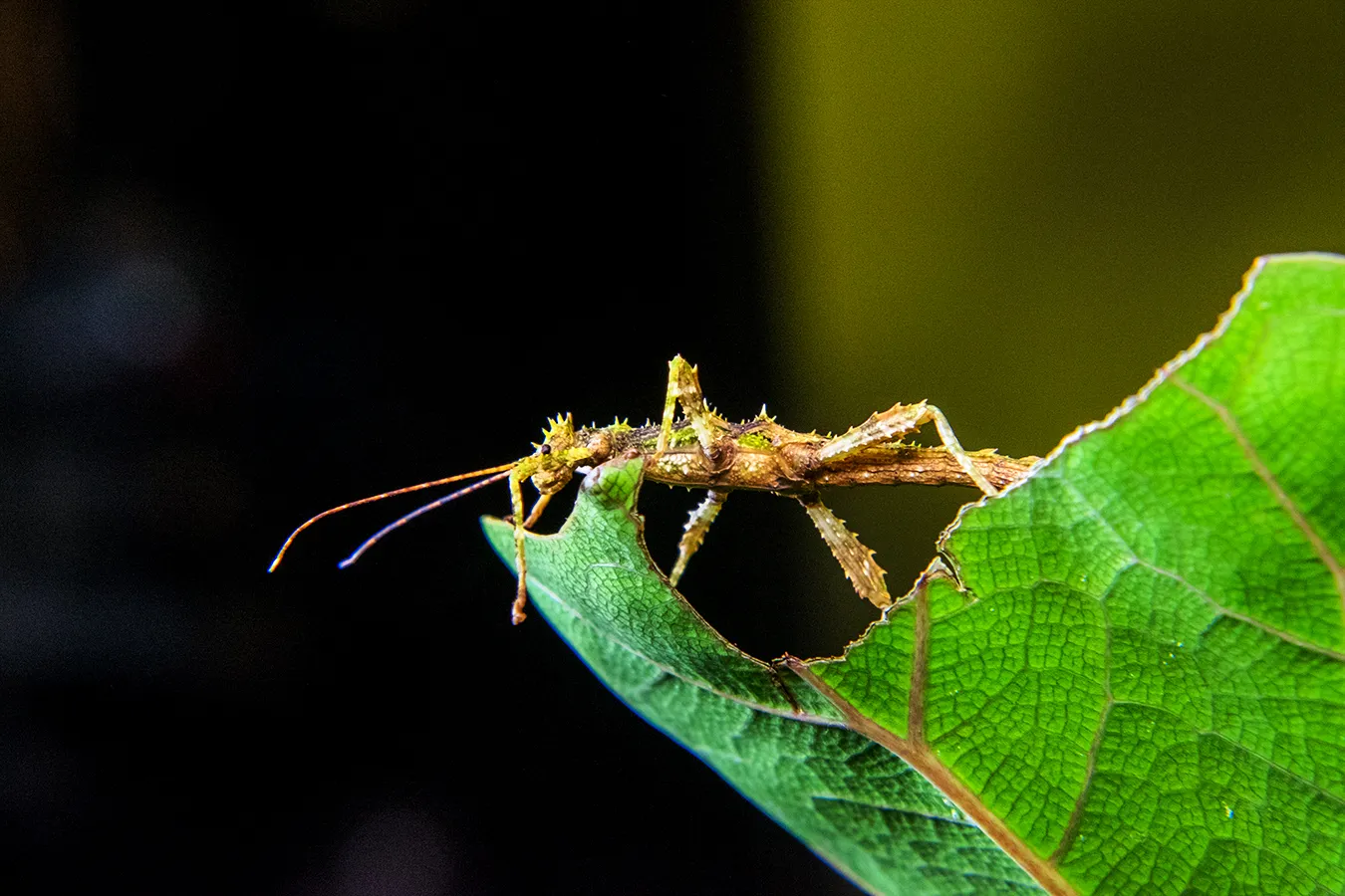 Juvenile stick insect