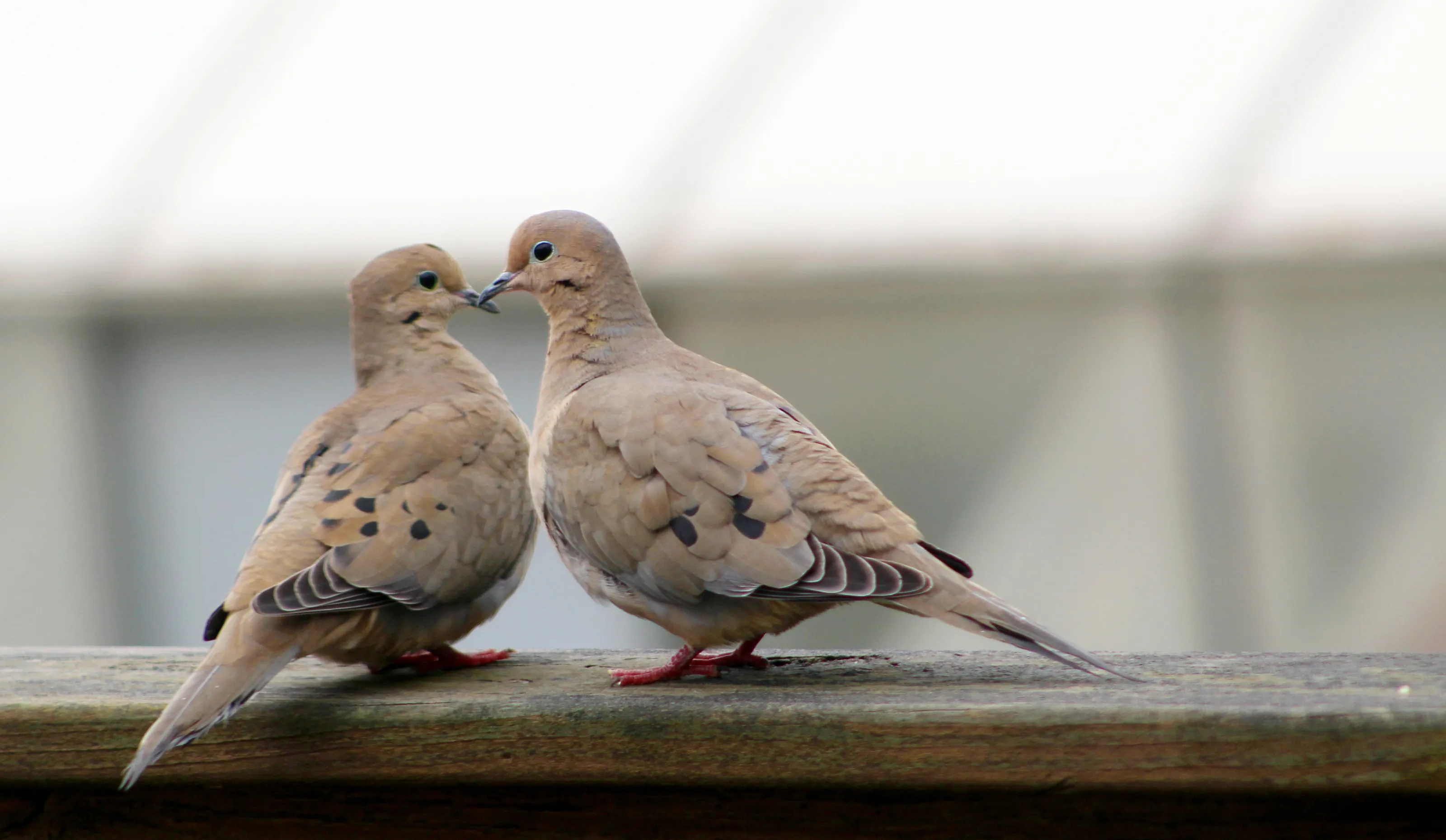 Two Mourning Doves in Love