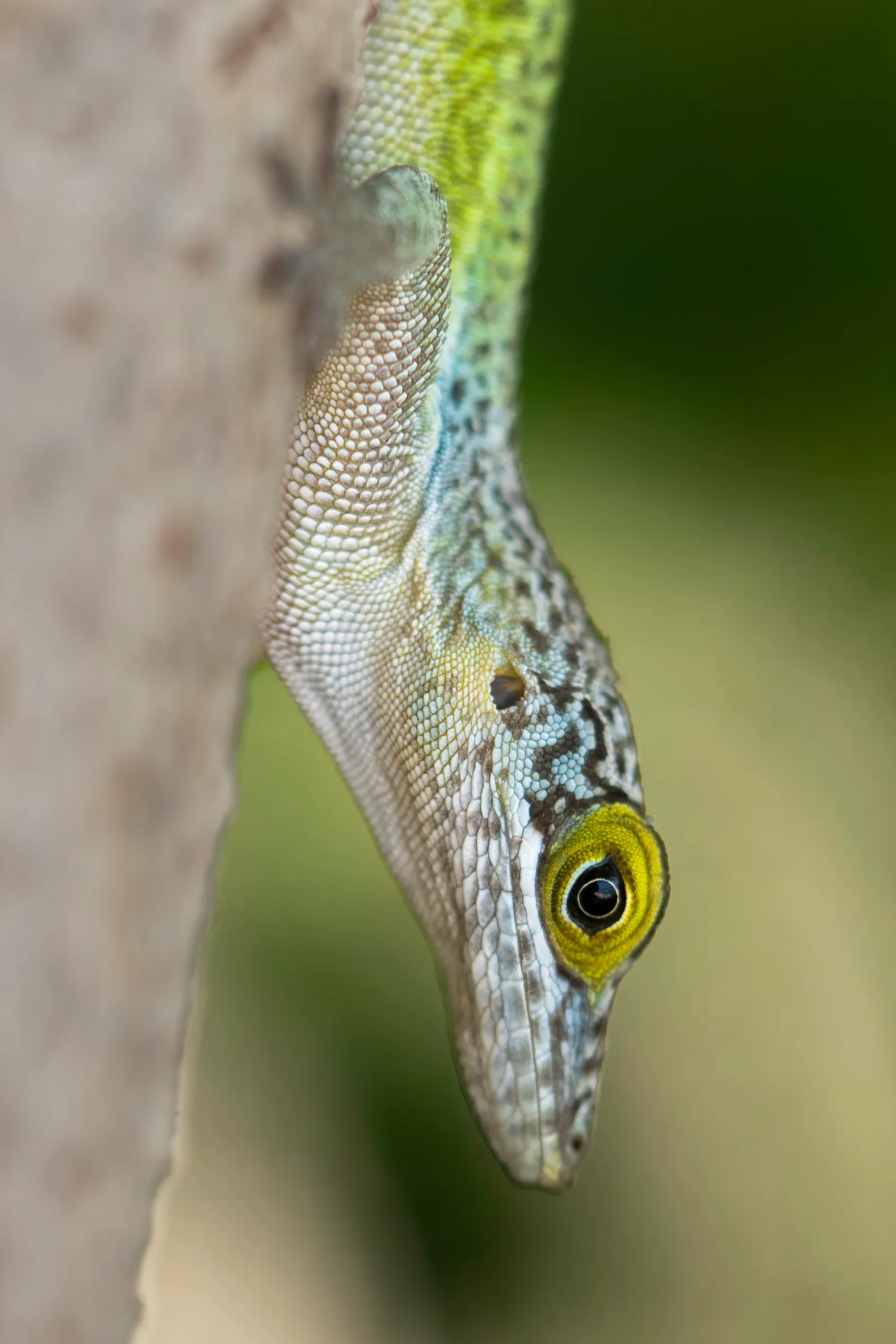 Lizard