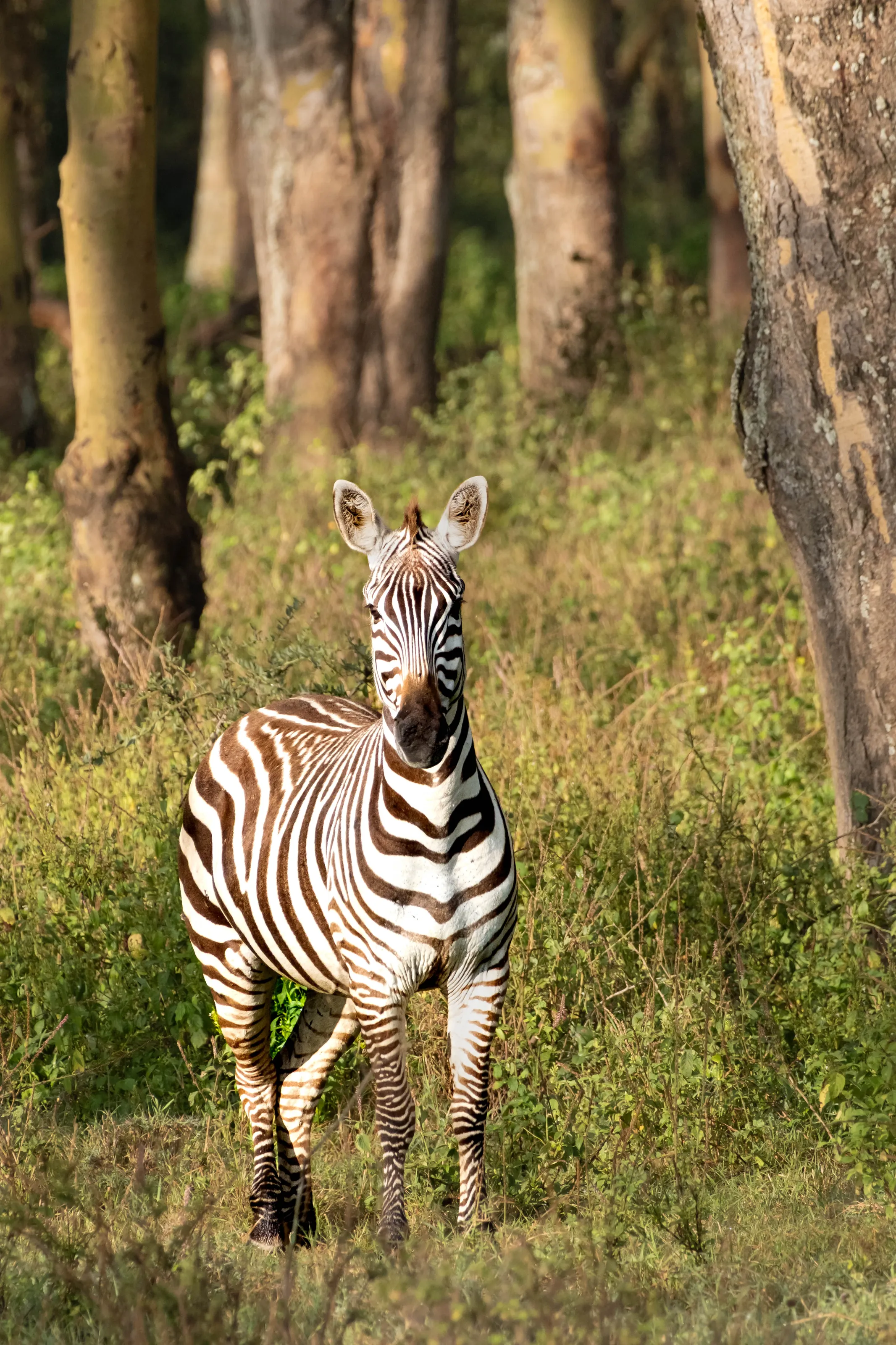 Zebra