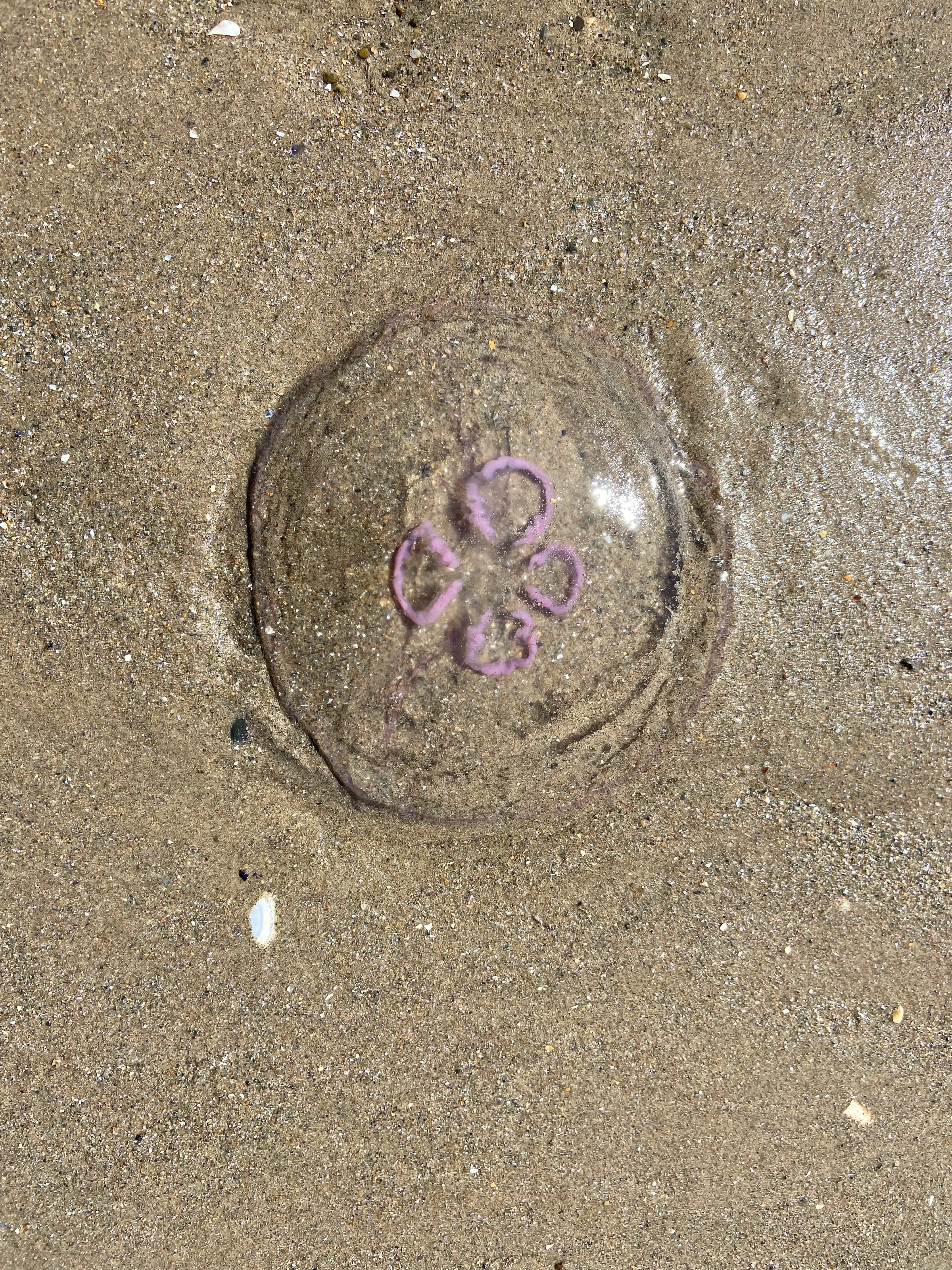 Jellyfish