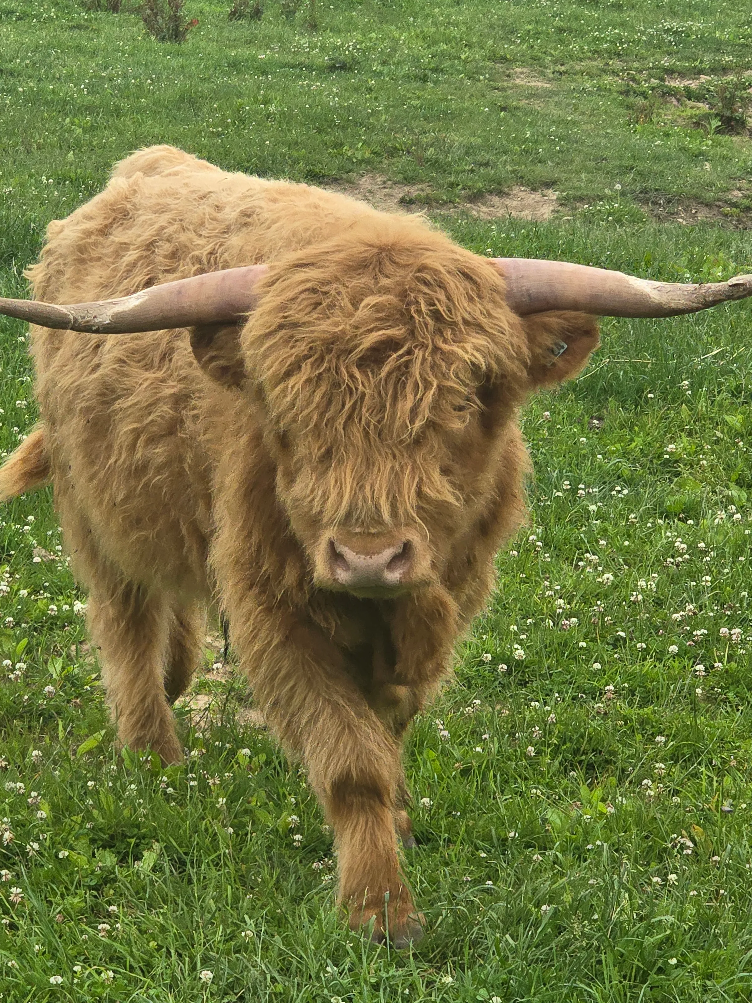 Highland cow