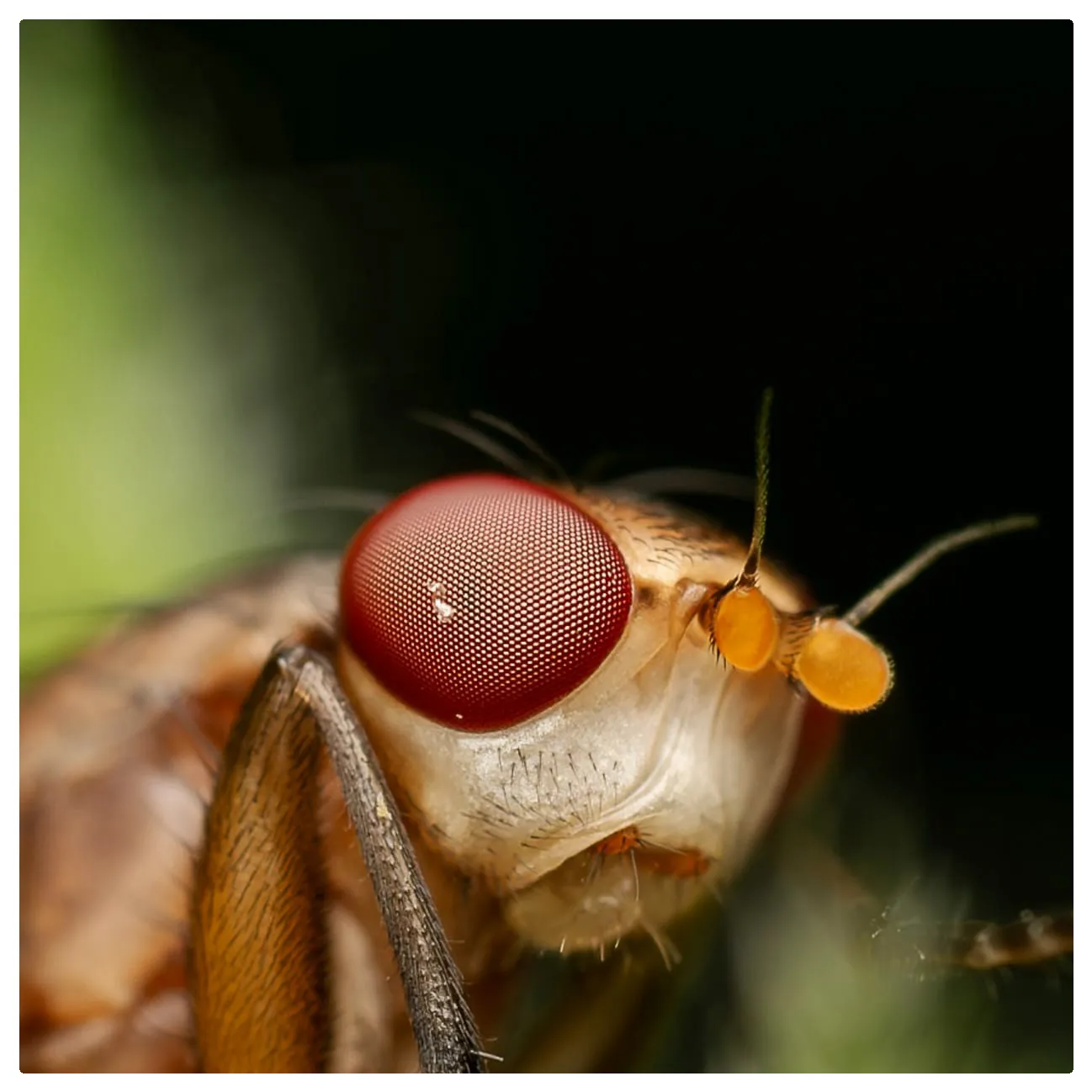 Yellow Dung Fly
