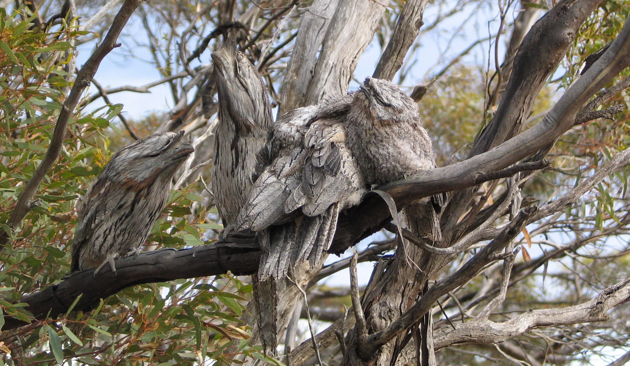 Tawny Frogmouth, Family Outing