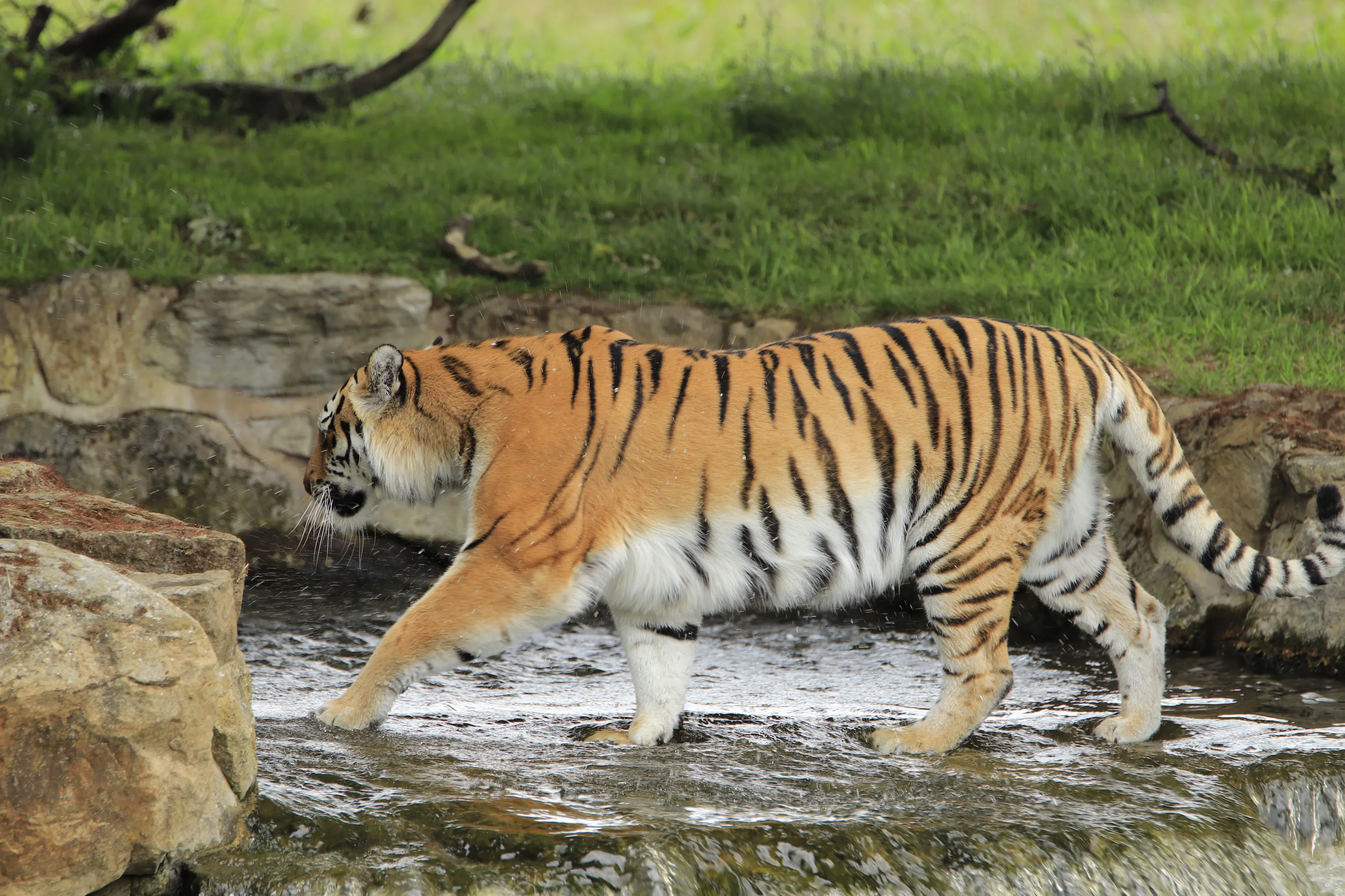 Big Cats Cooling Down