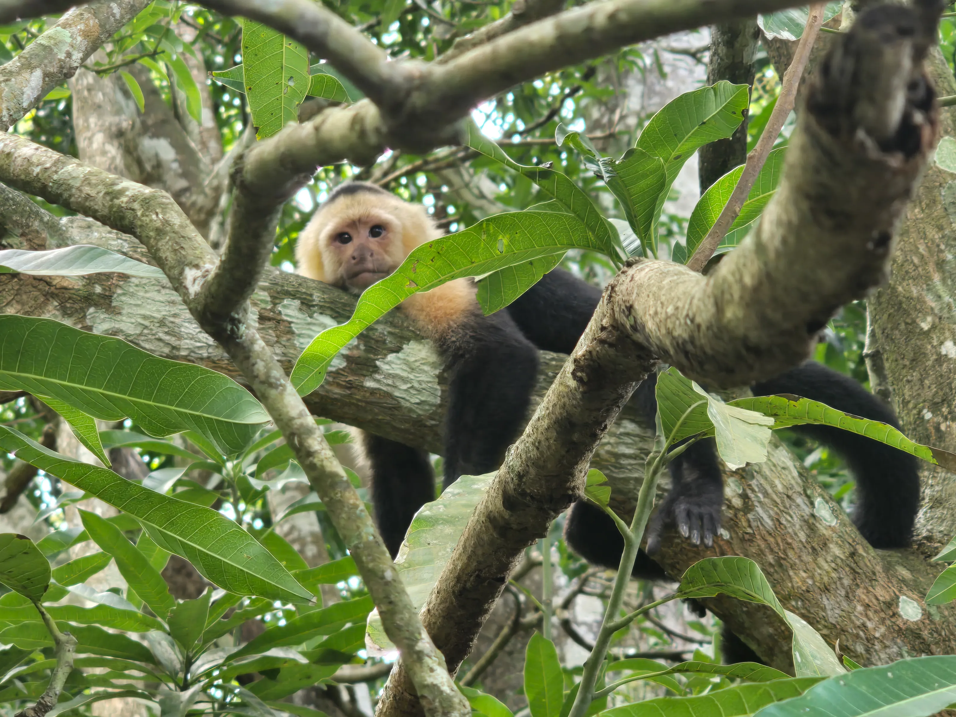 Whited faced capuchin