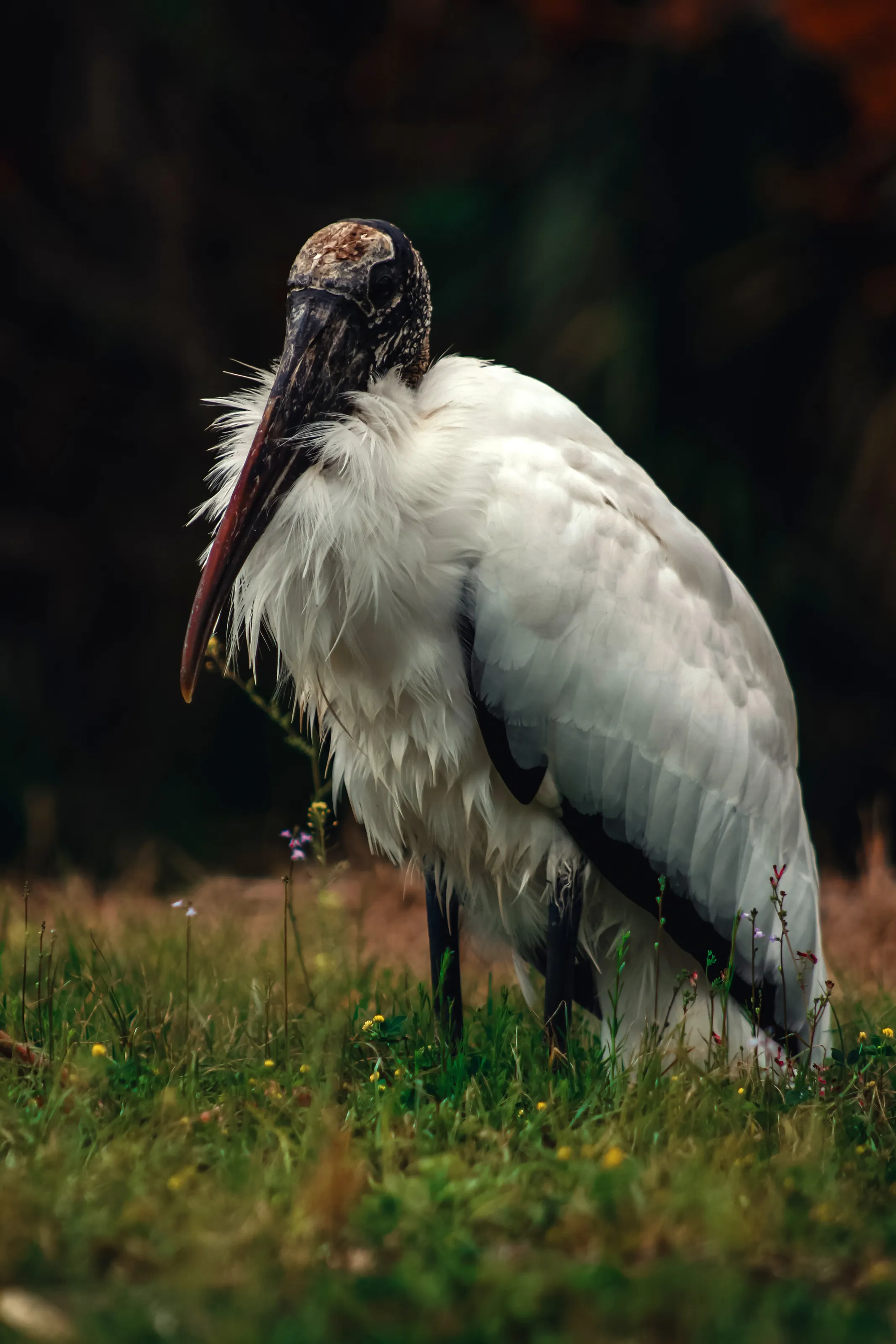 Chillin stork
