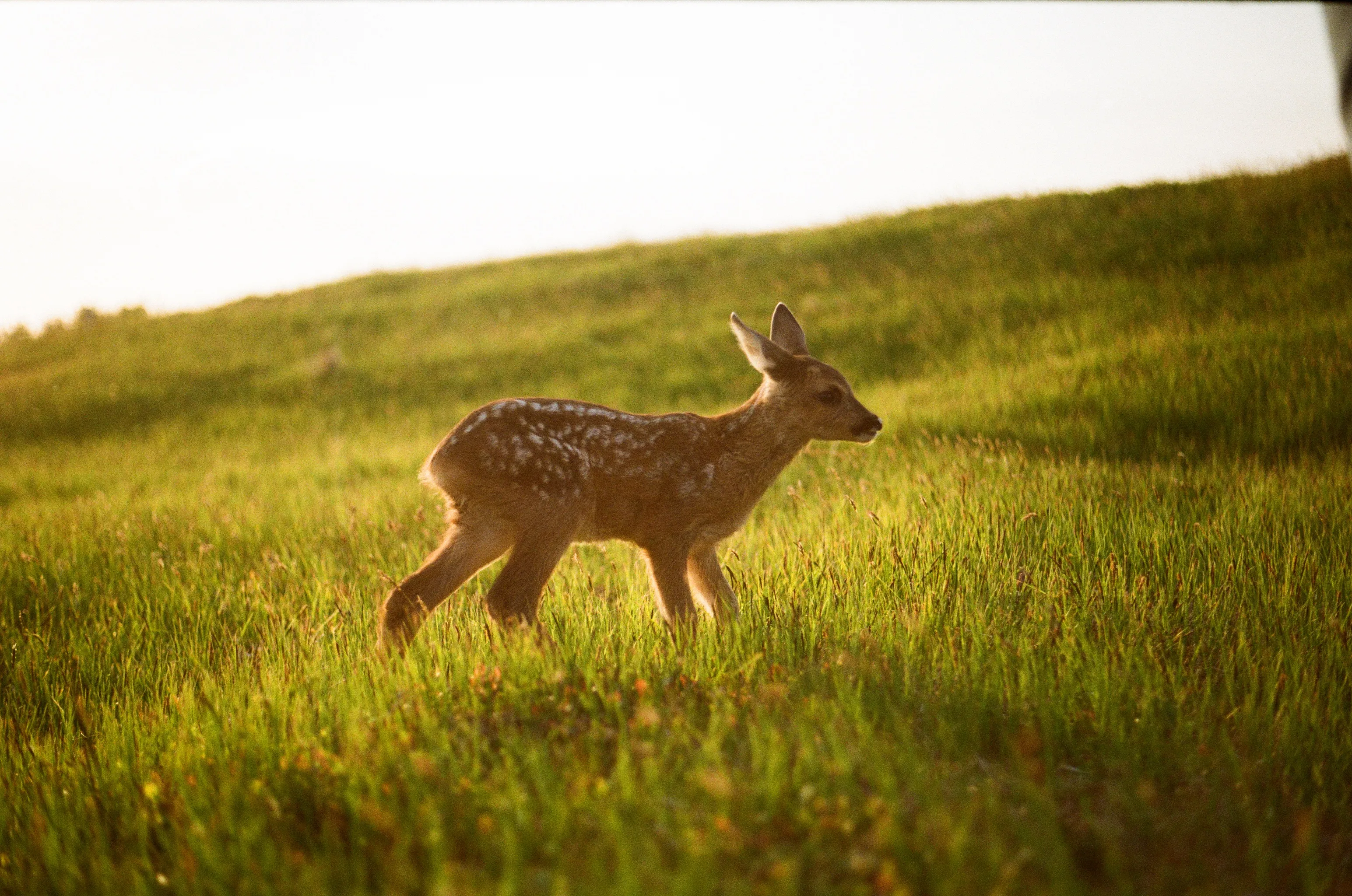Bambus the Reindeer Calf