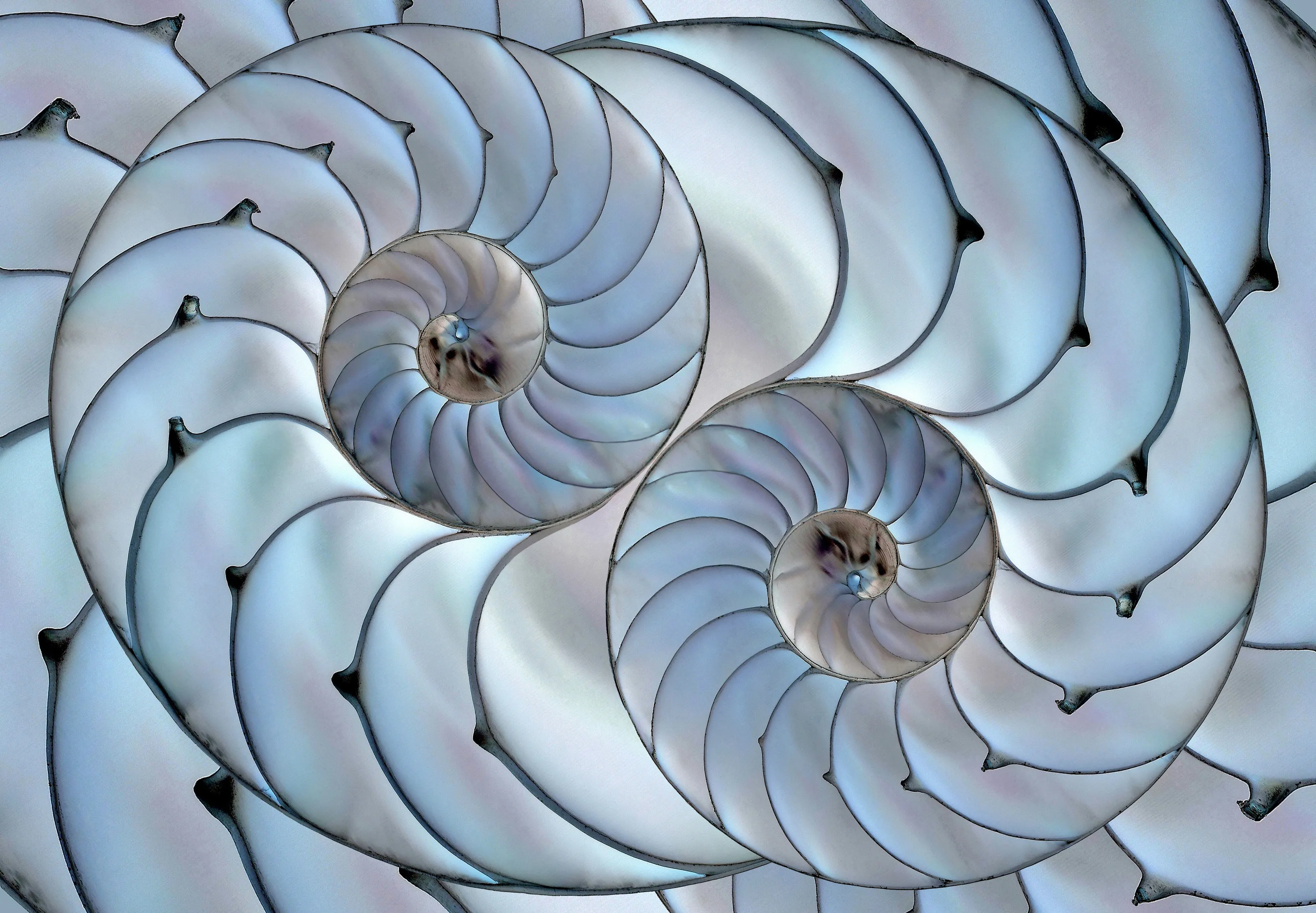 Scanned Nautilus