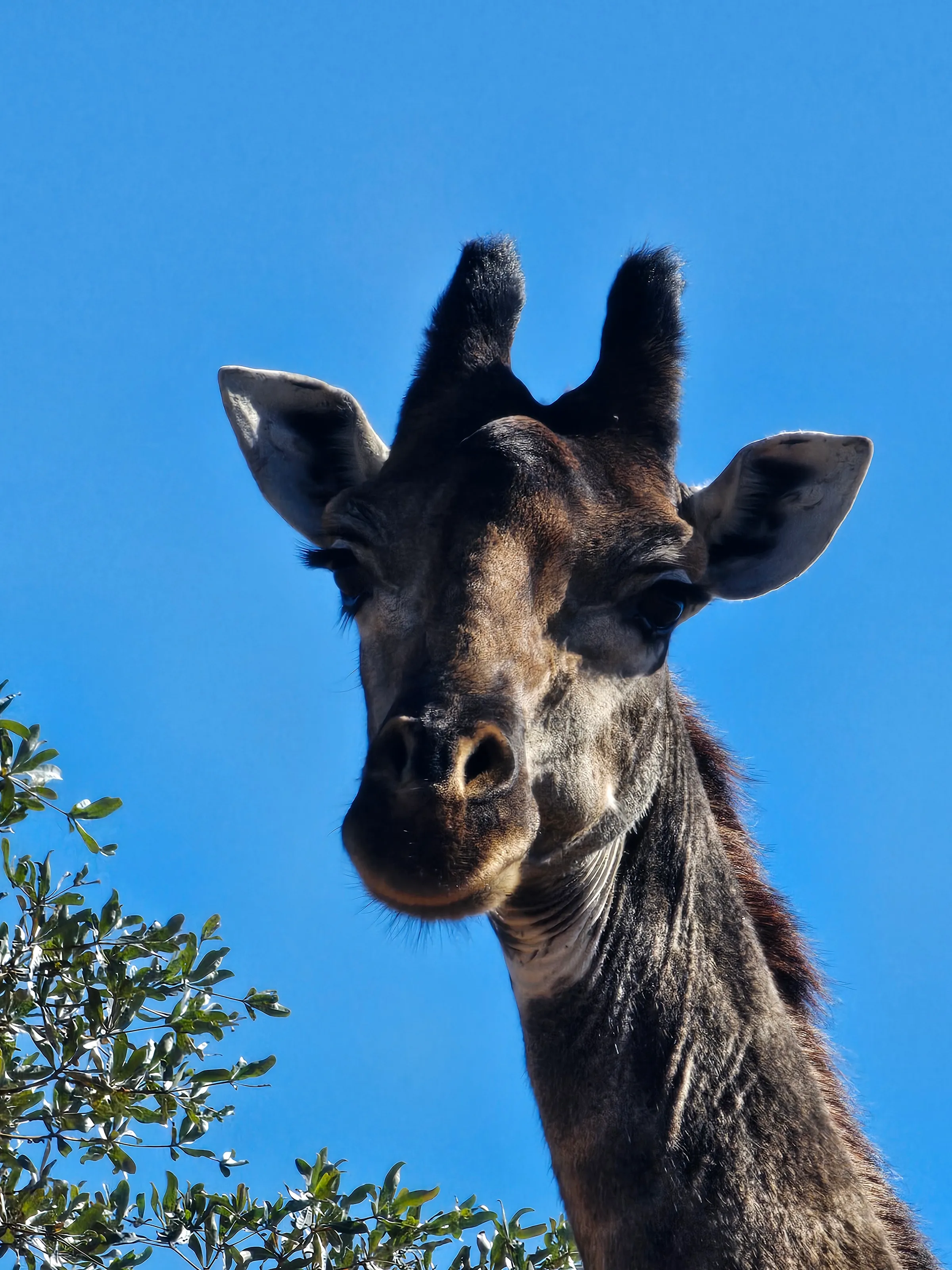Giraffe