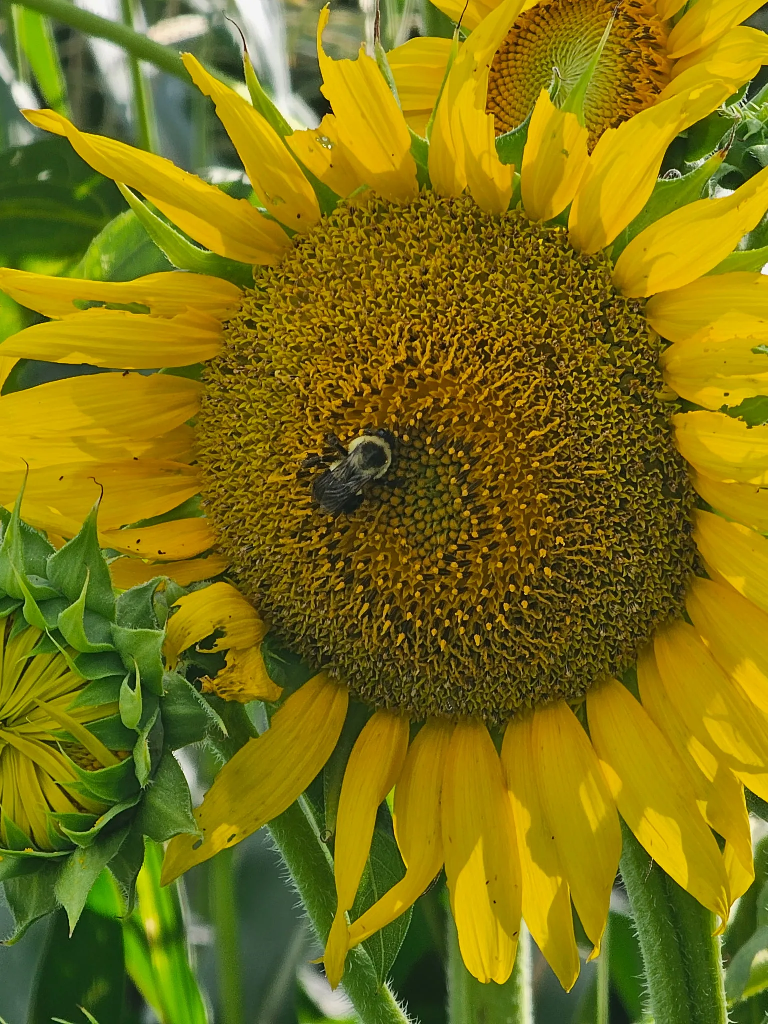 Bee and Sunflower