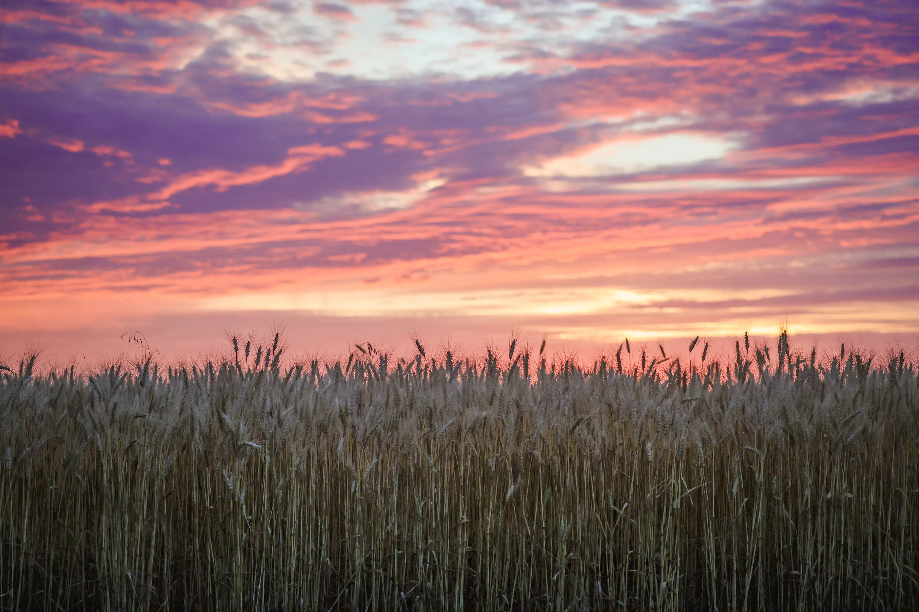 Wheat fields