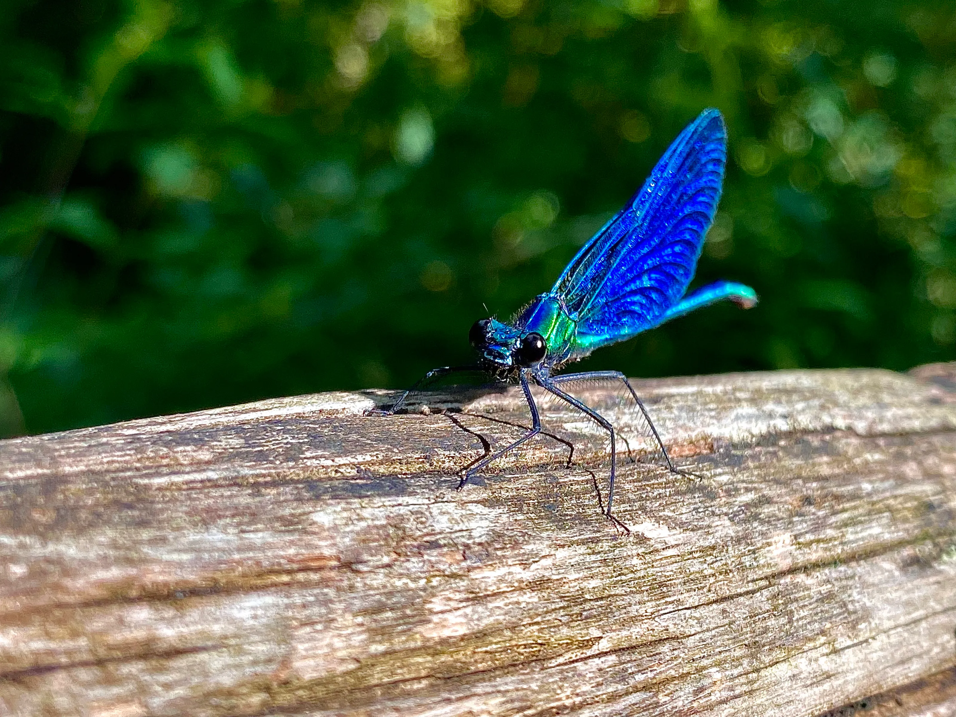 Beautiful demoiselle
