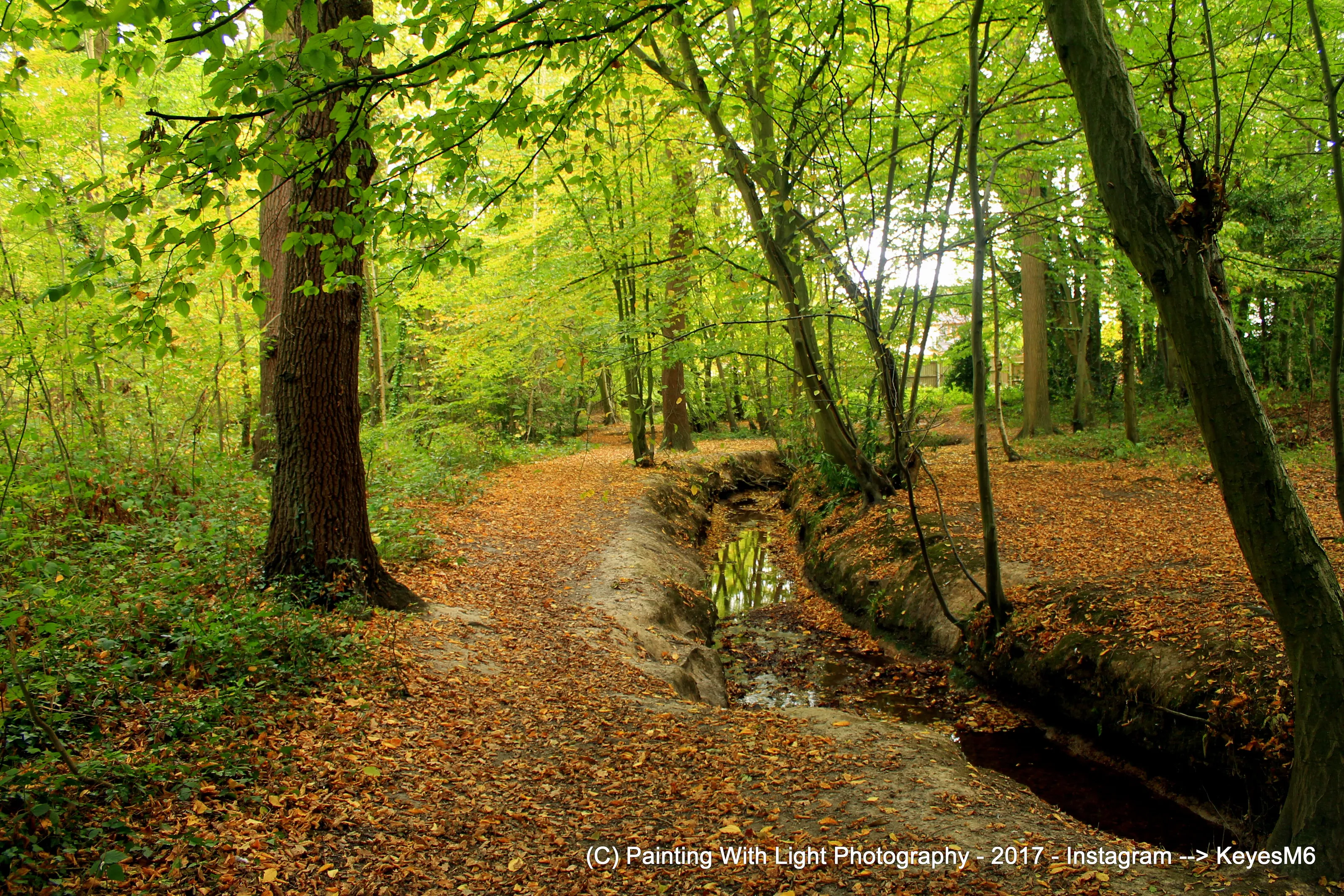 The Stream through the woods