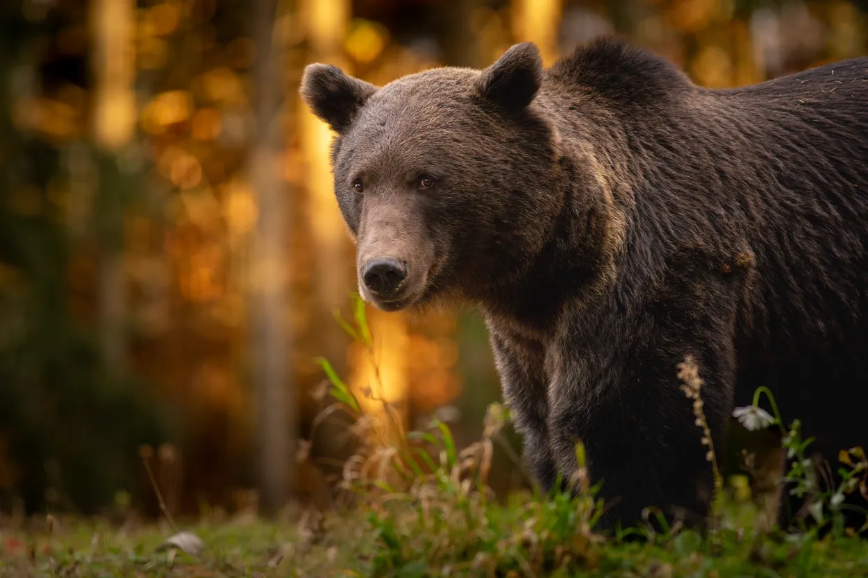 Bear portrait.