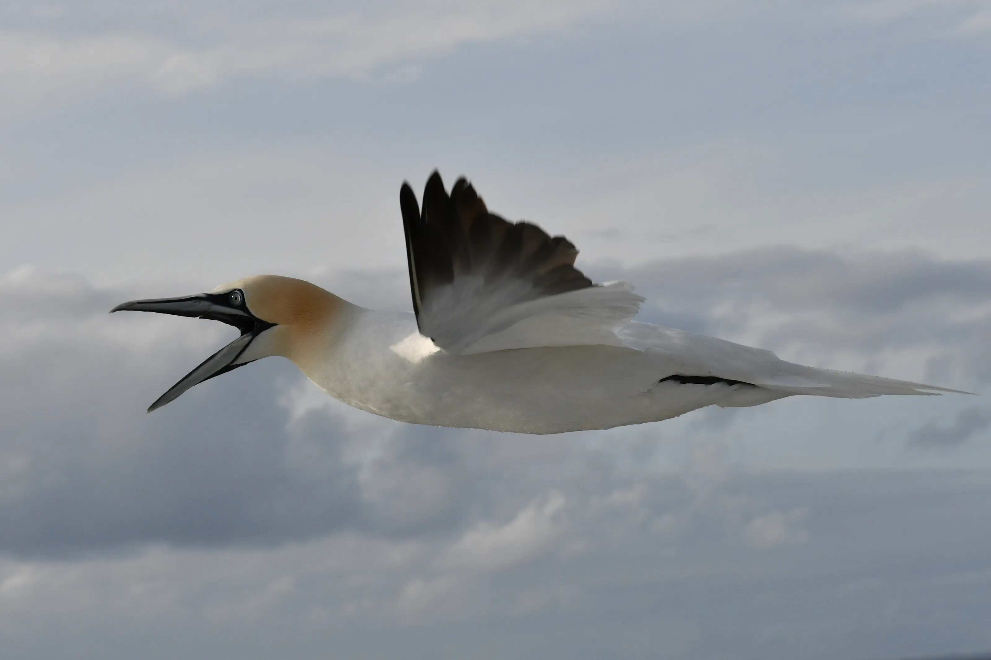 Gannet