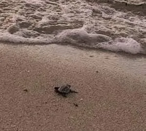 Sea Turtle Going Home