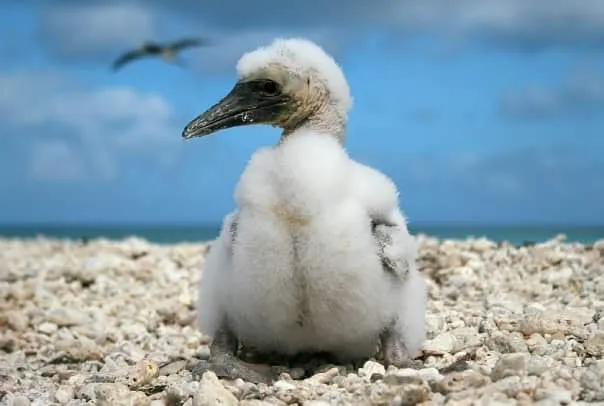 Brown booby