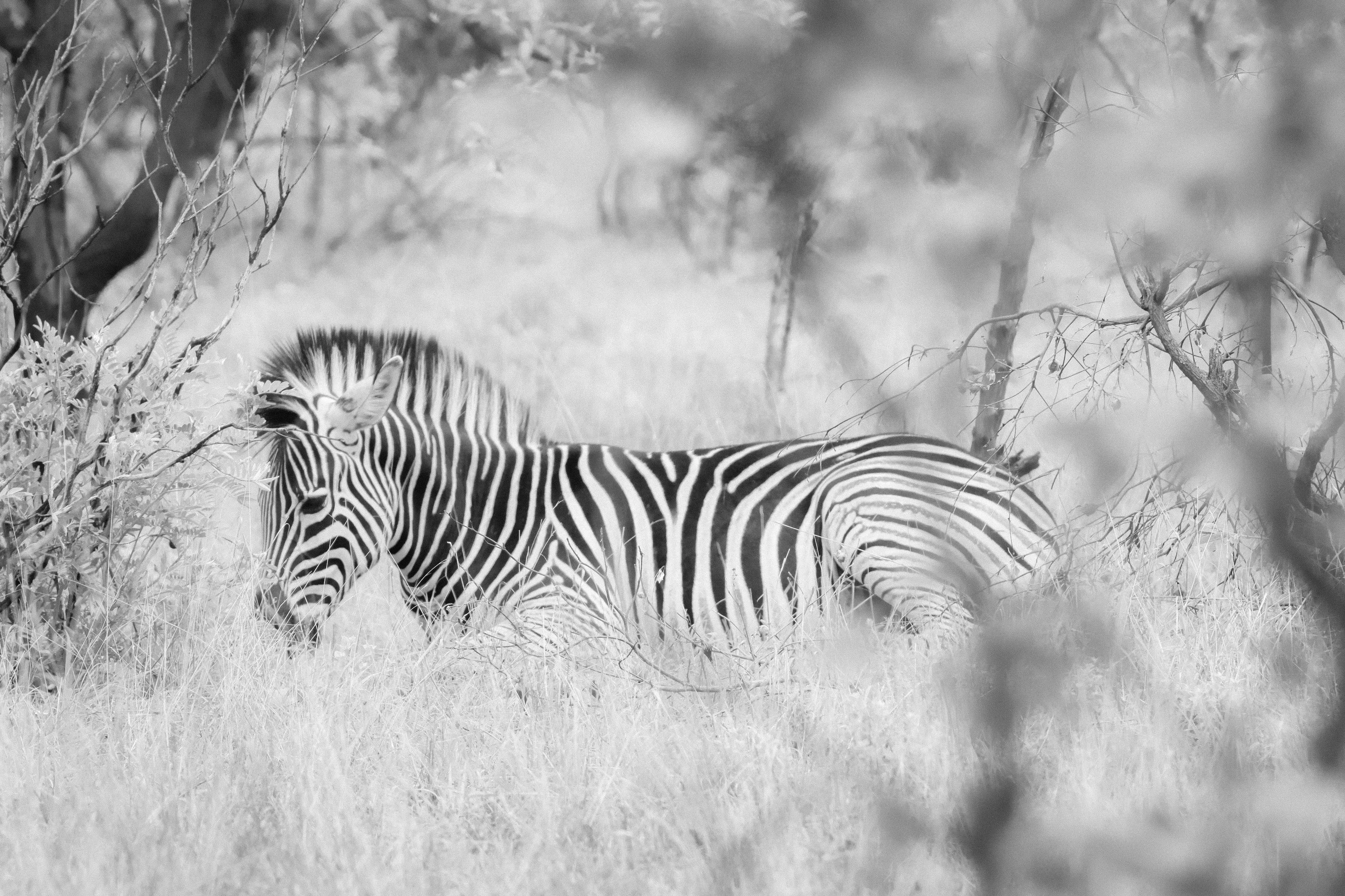 Zebra