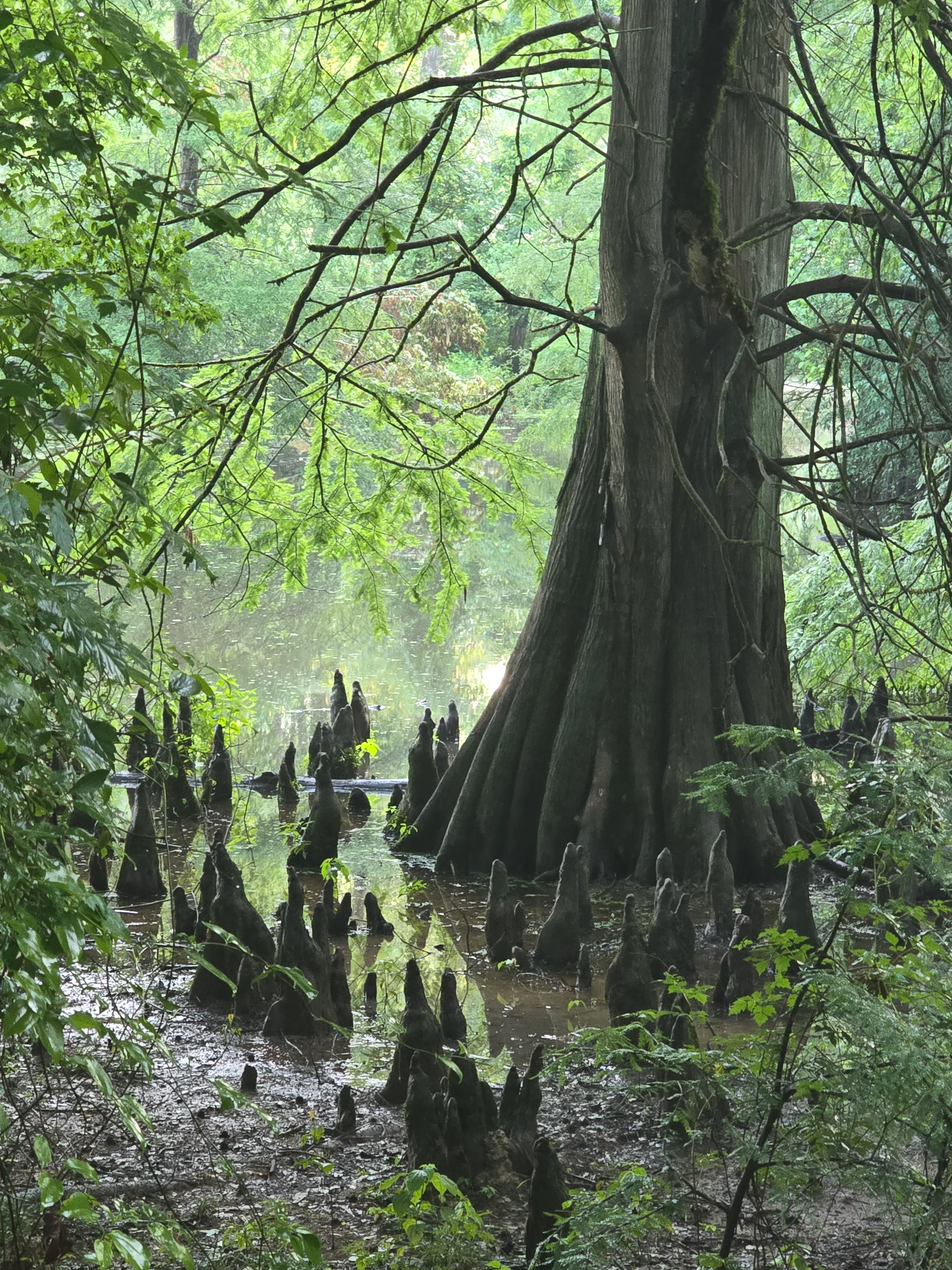 Tree in the swamp