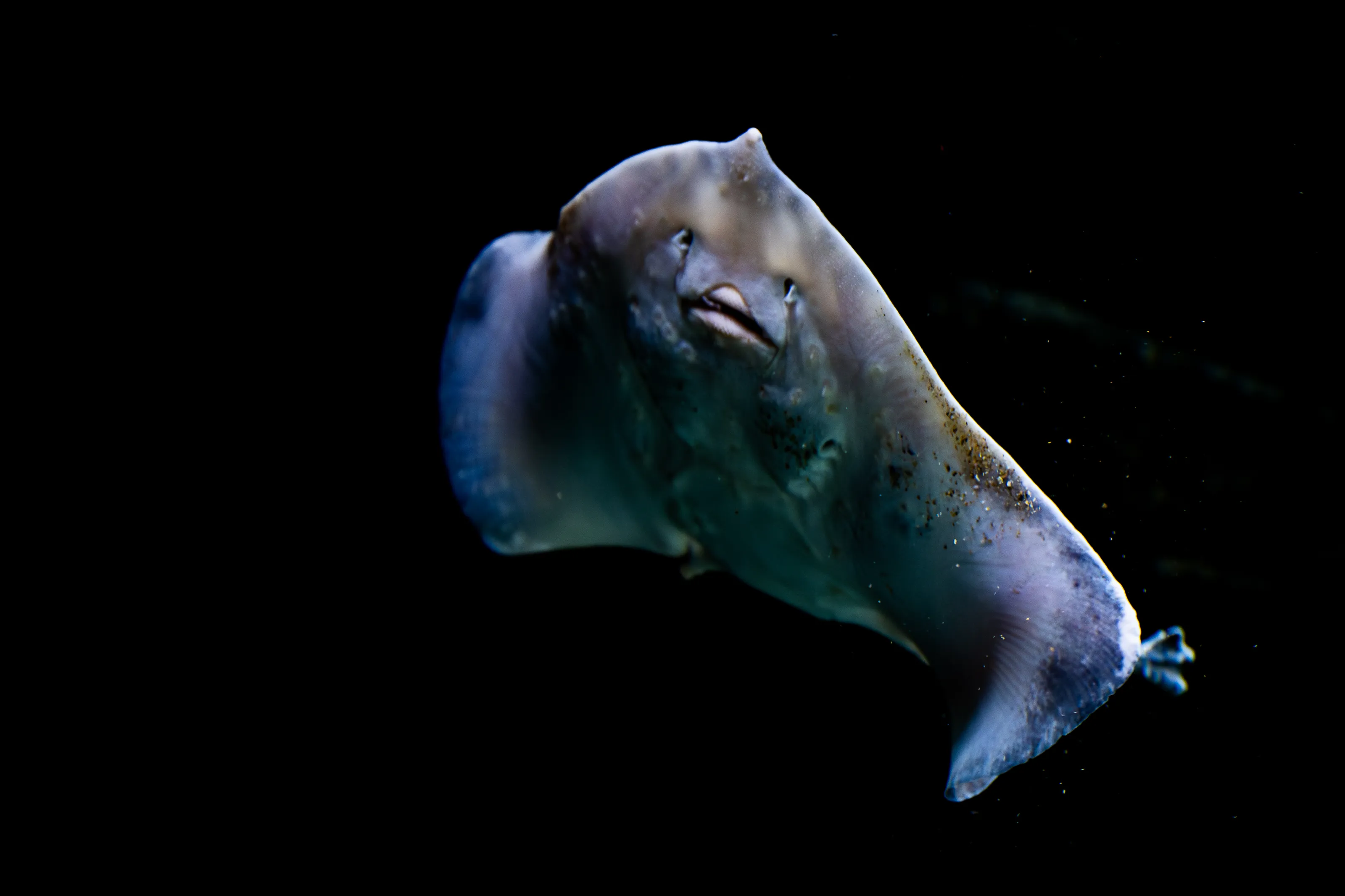 Sea Aquariums