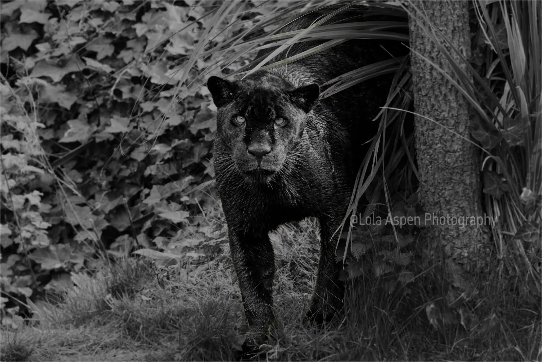 Black jaguar