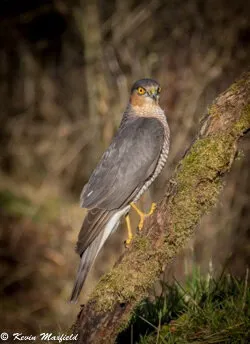 Sparrowhawk