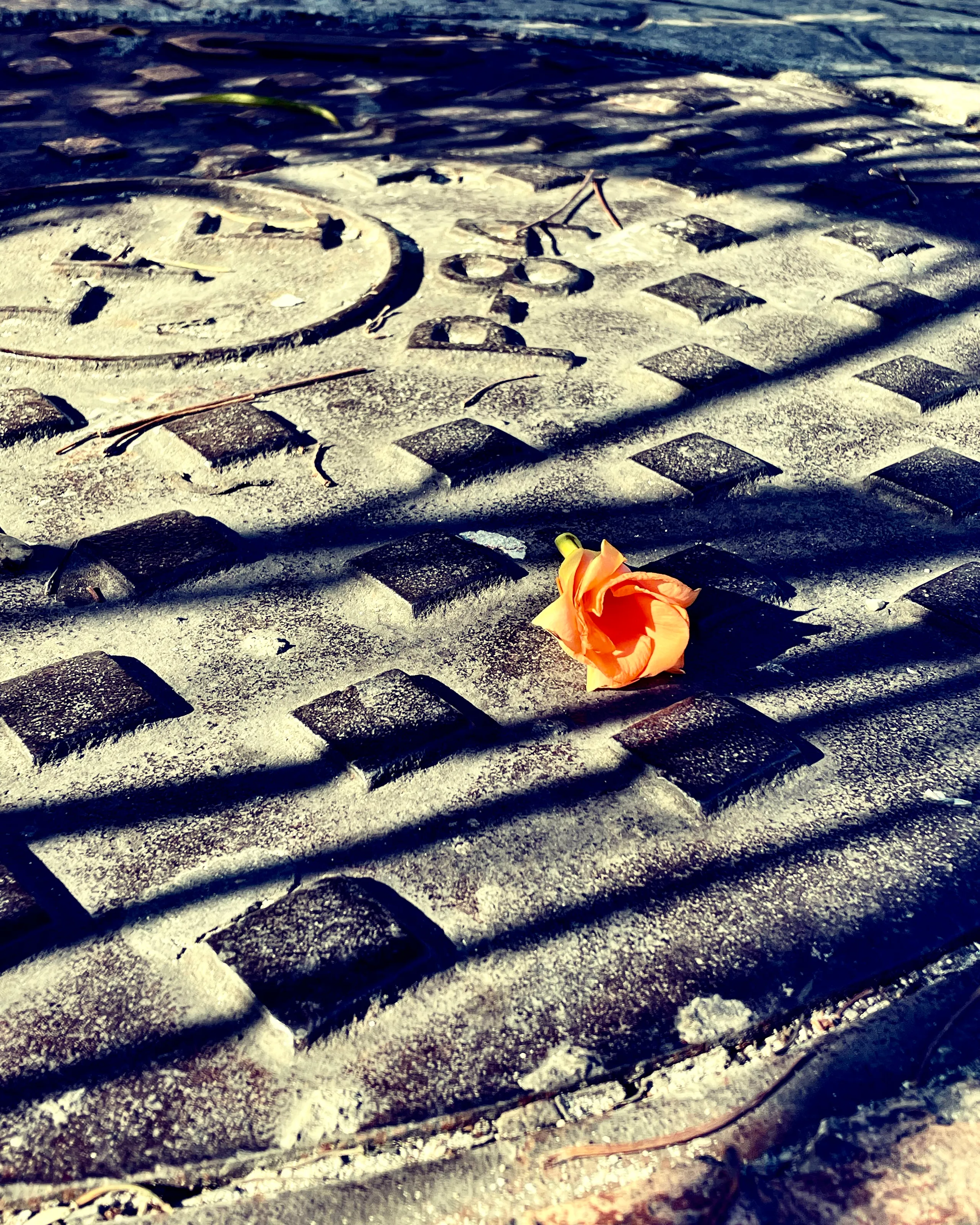 Beauty in Shadows