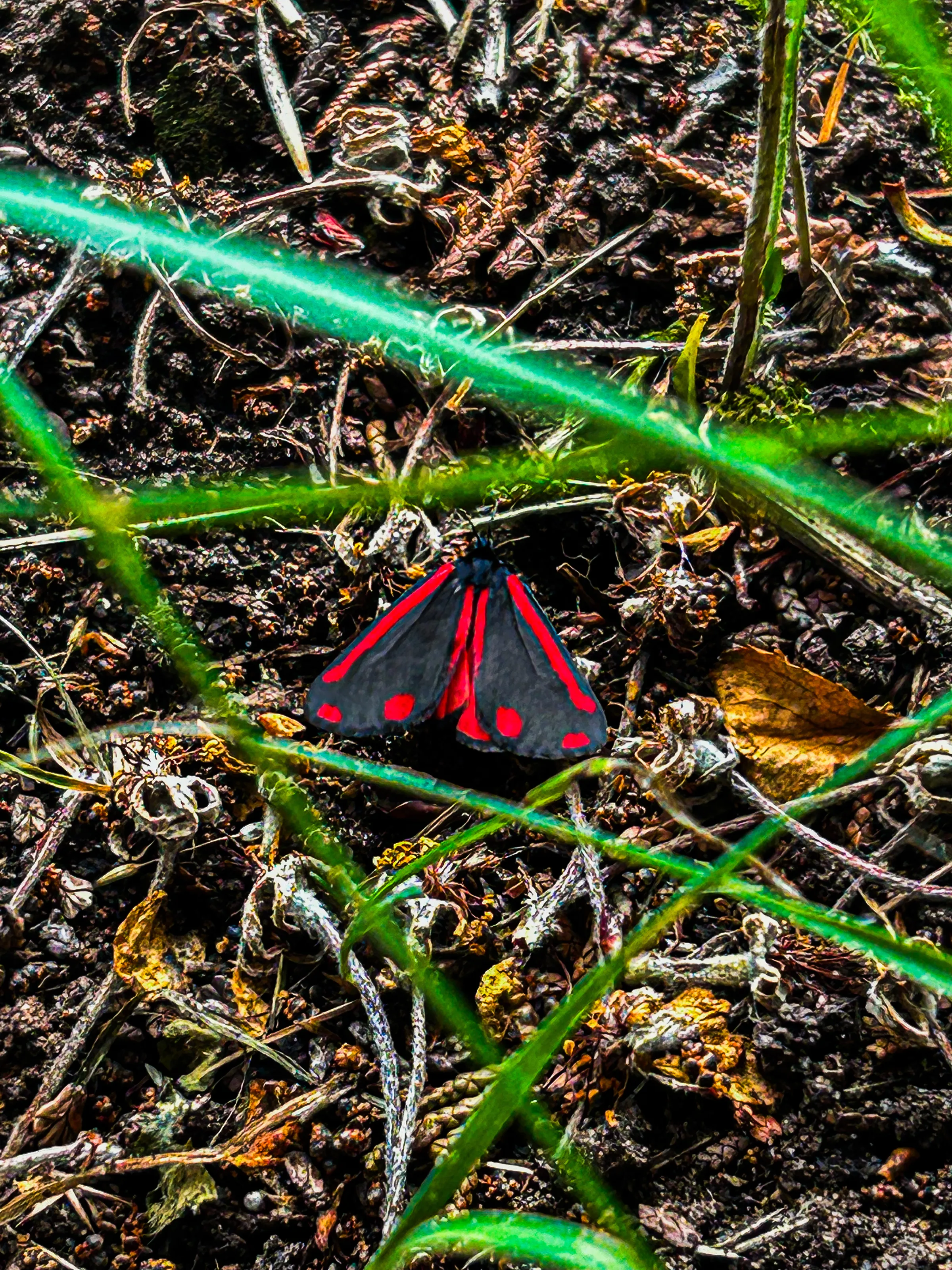 Peace of a butterfly