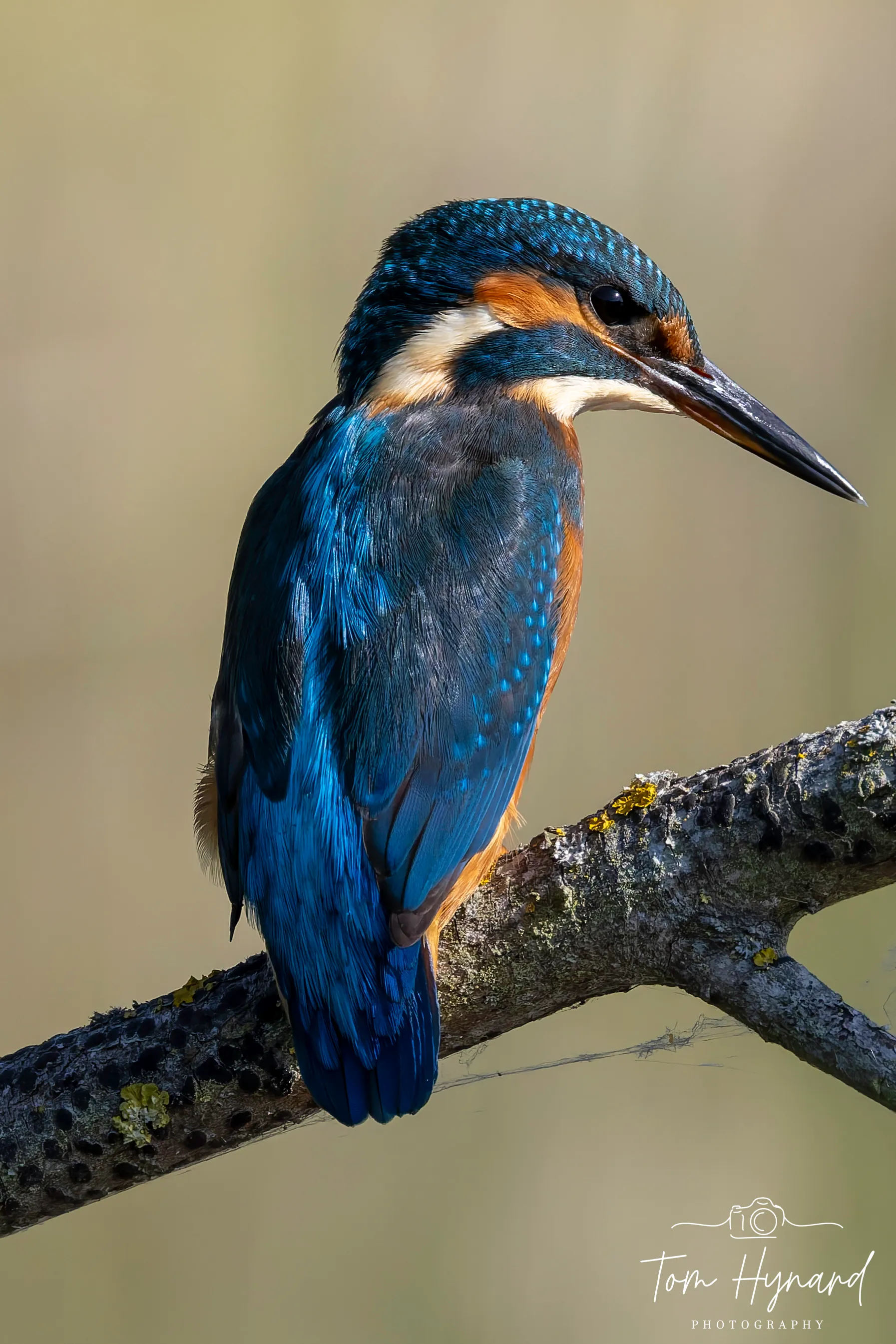 Kingfisher